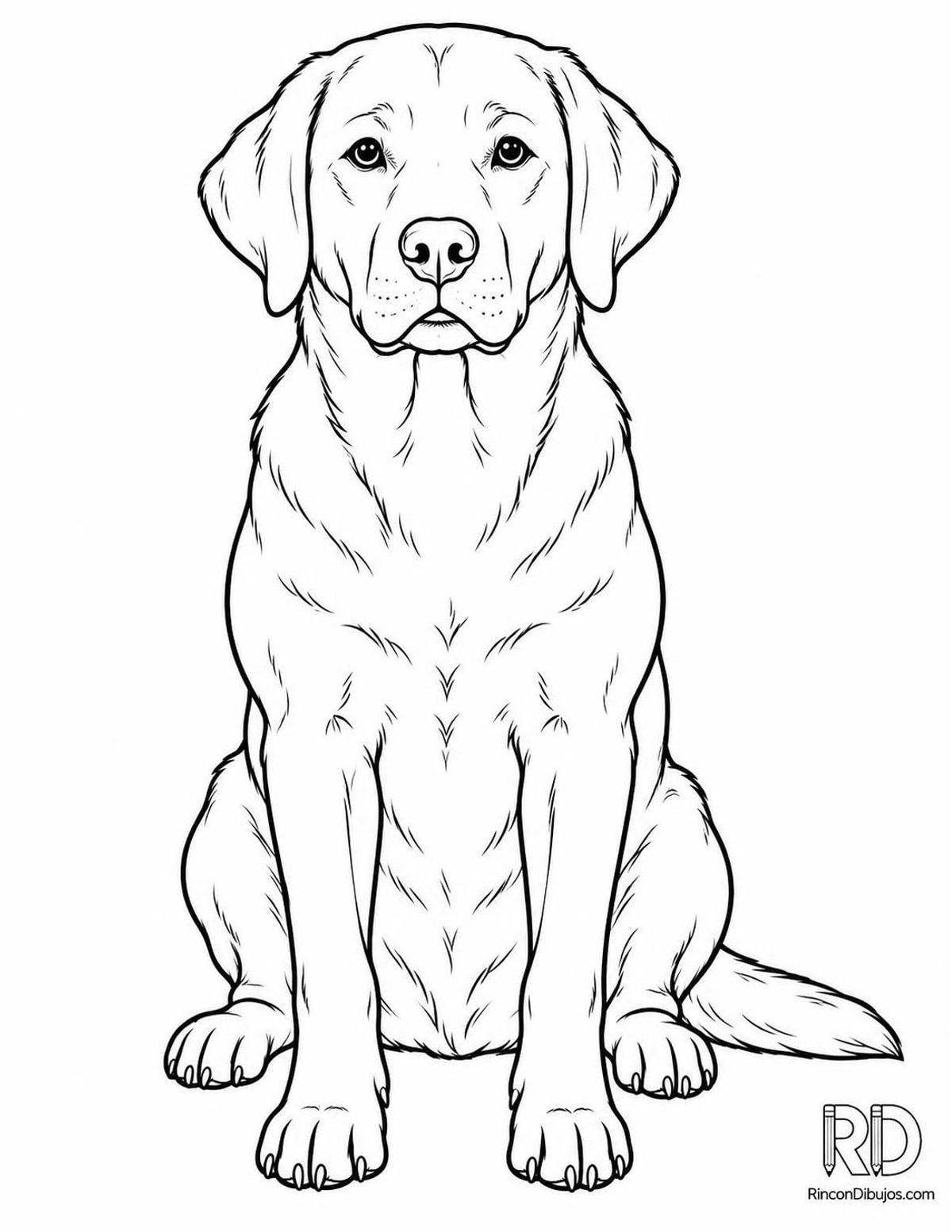 Dibujo de perro labrador para colorear Dibujo de perro labrador para colorear