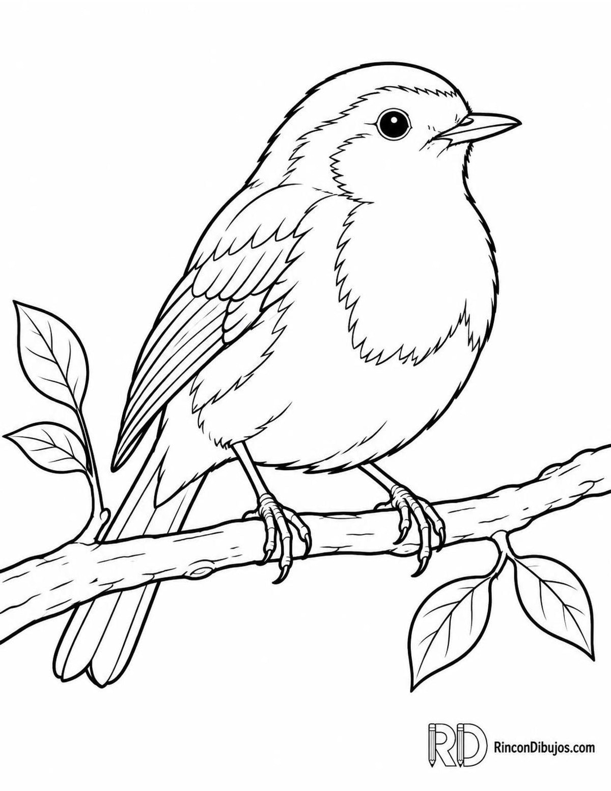 Dibujo de petirrojo en rama para colorear Dibujo de petirrojo en rama para colorear