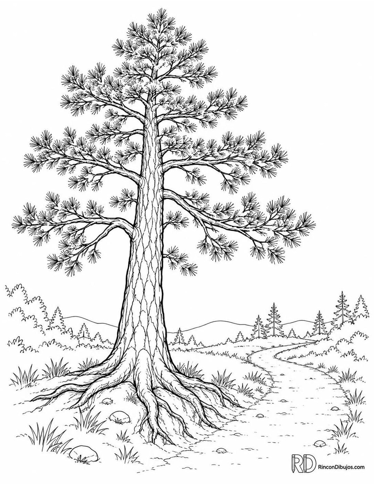 Dibujo de pino adulto para colorear Dibujo de pino adulto para colorear