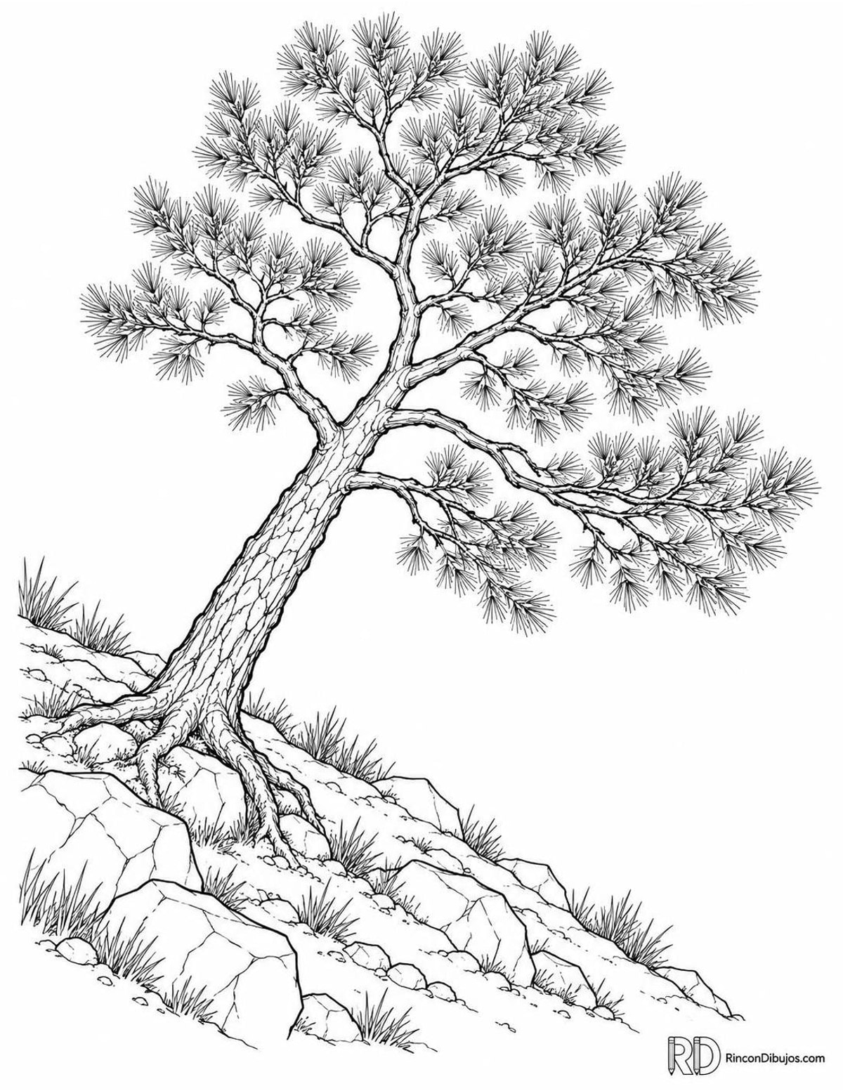 Dibujo de pino carrasco para colorear Dibujo de pino carrasco para colorear