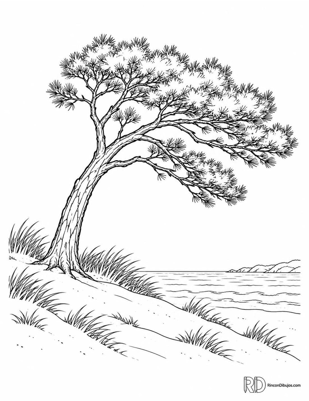 Dibujo de pino costero para colorear Dibujo de pino costero para colorear