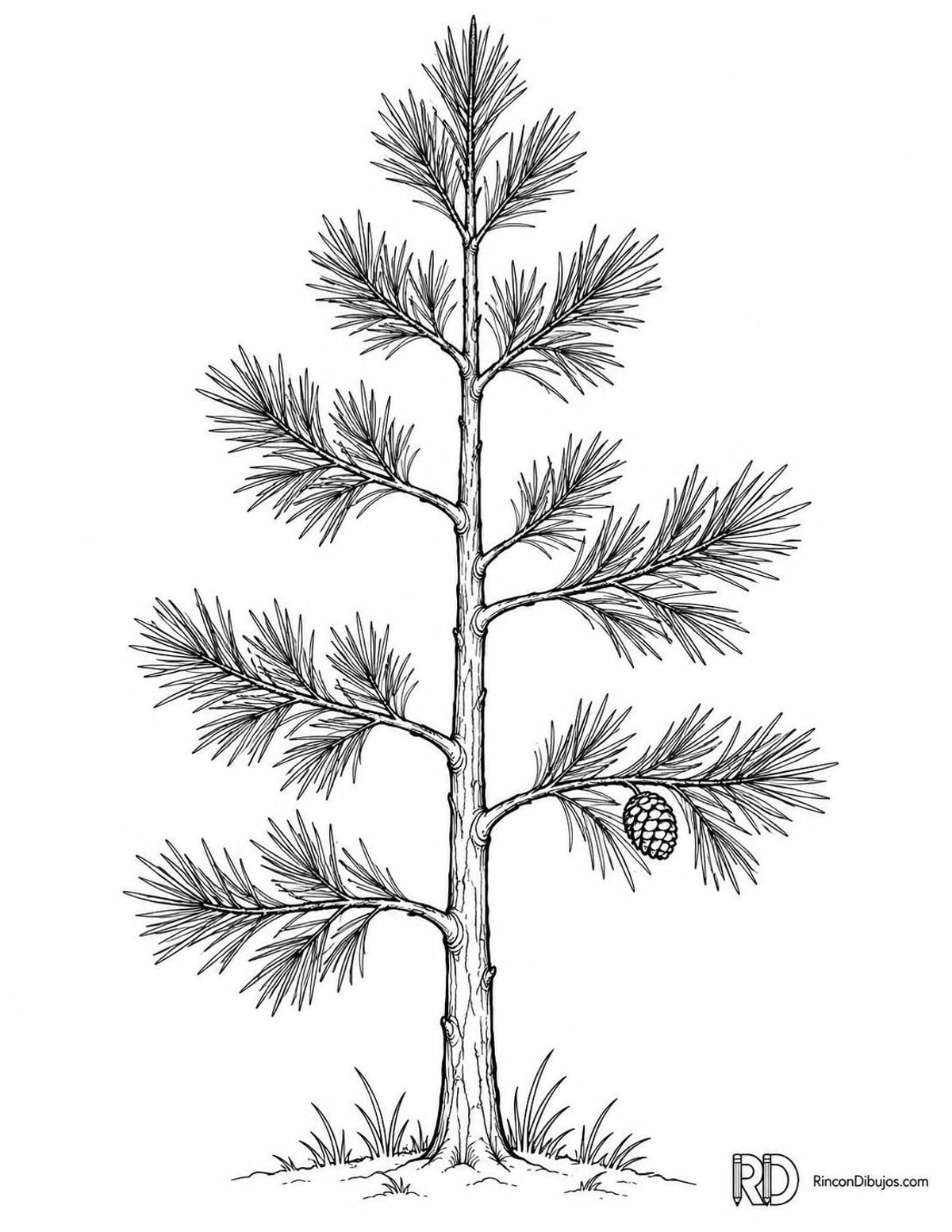 Dibujo de pino joven para colorear Dibujo de pino joven para colorear