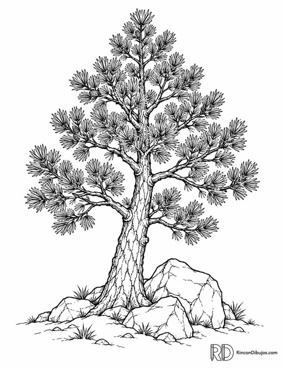 Dibujo de pino negro para colorear Dibujo de pino negro para colorear