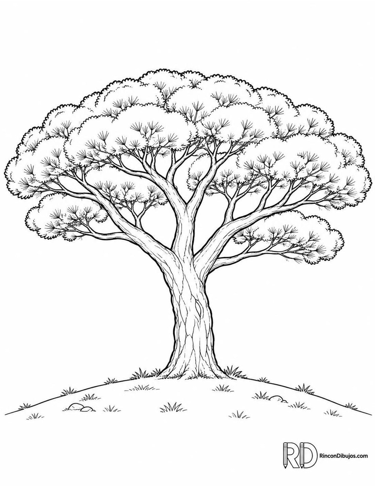 Dibujo de pino piñonero para colorear Dibujo de pino piñonero para colorear