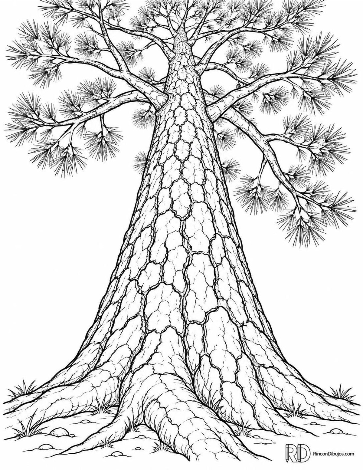 Dibujo de pino resinero para colorear Dibujo de pino resinero para colorear