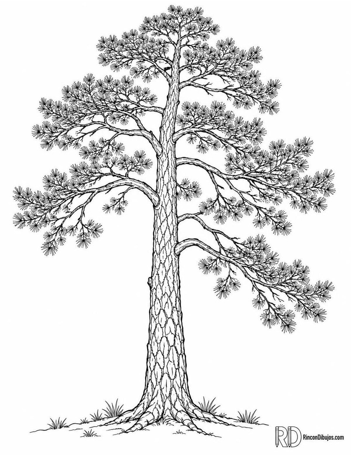Dibujo de pino silvestre para colorear Dibujo de pino silvestre para colorear