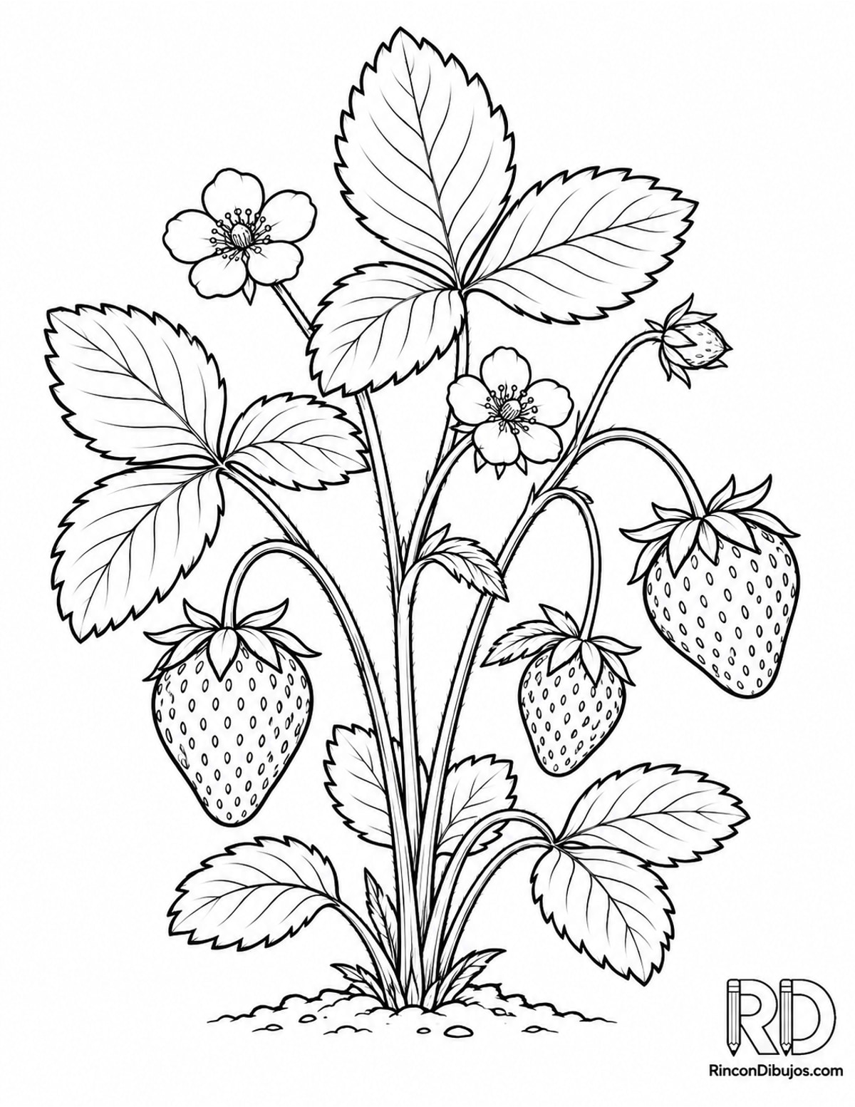 Dibujo de planta de fresa para colorear Dibujo de planta de fresa para colorear