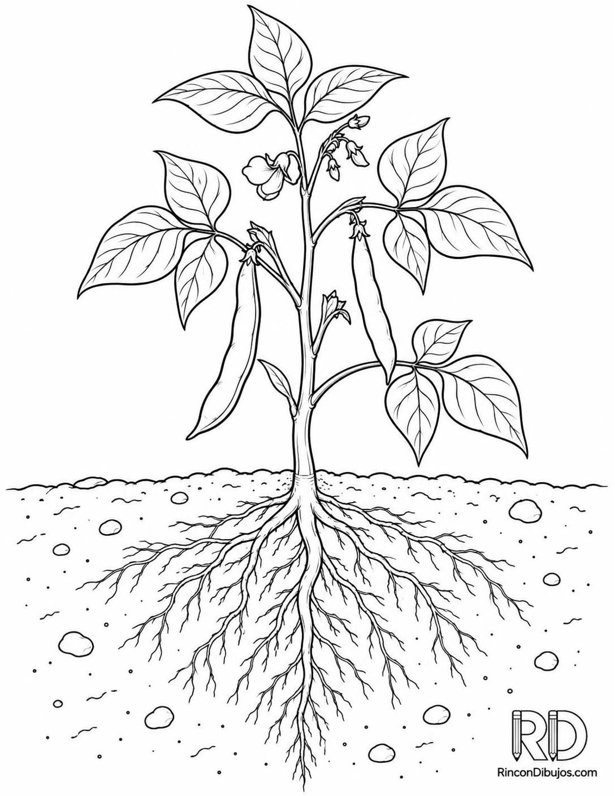 Dibujo de planta de frijol para colorear