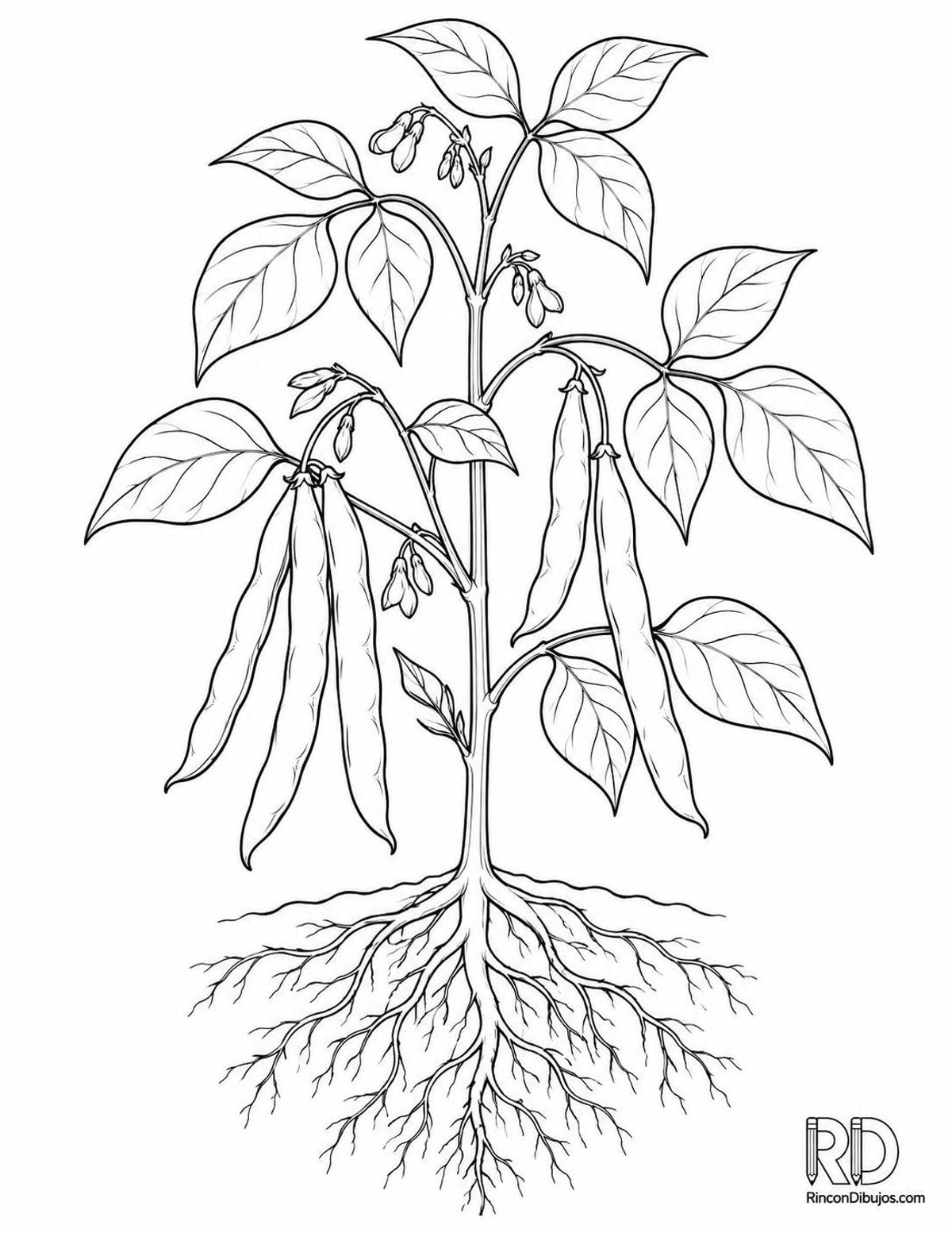 Dibujo de planta de frijol para colorear