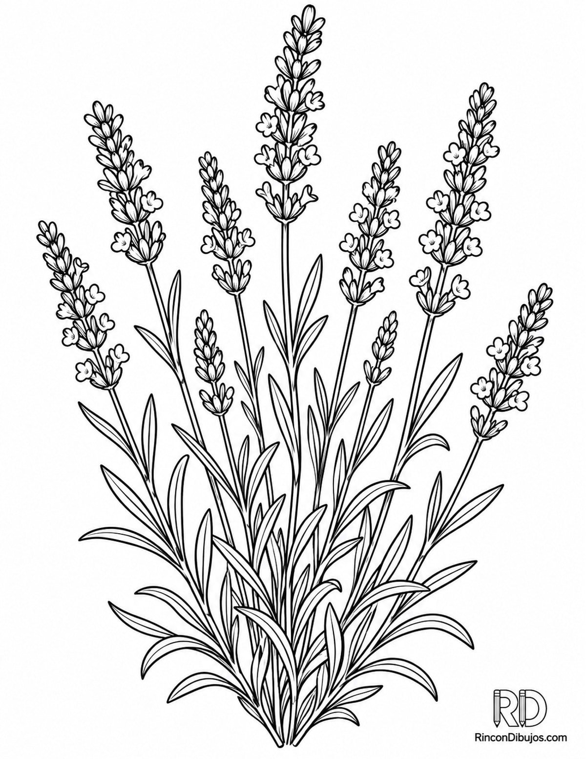 Dibujo de planta de lavanda para colorear Dibujo de planta de lavanda para colorear