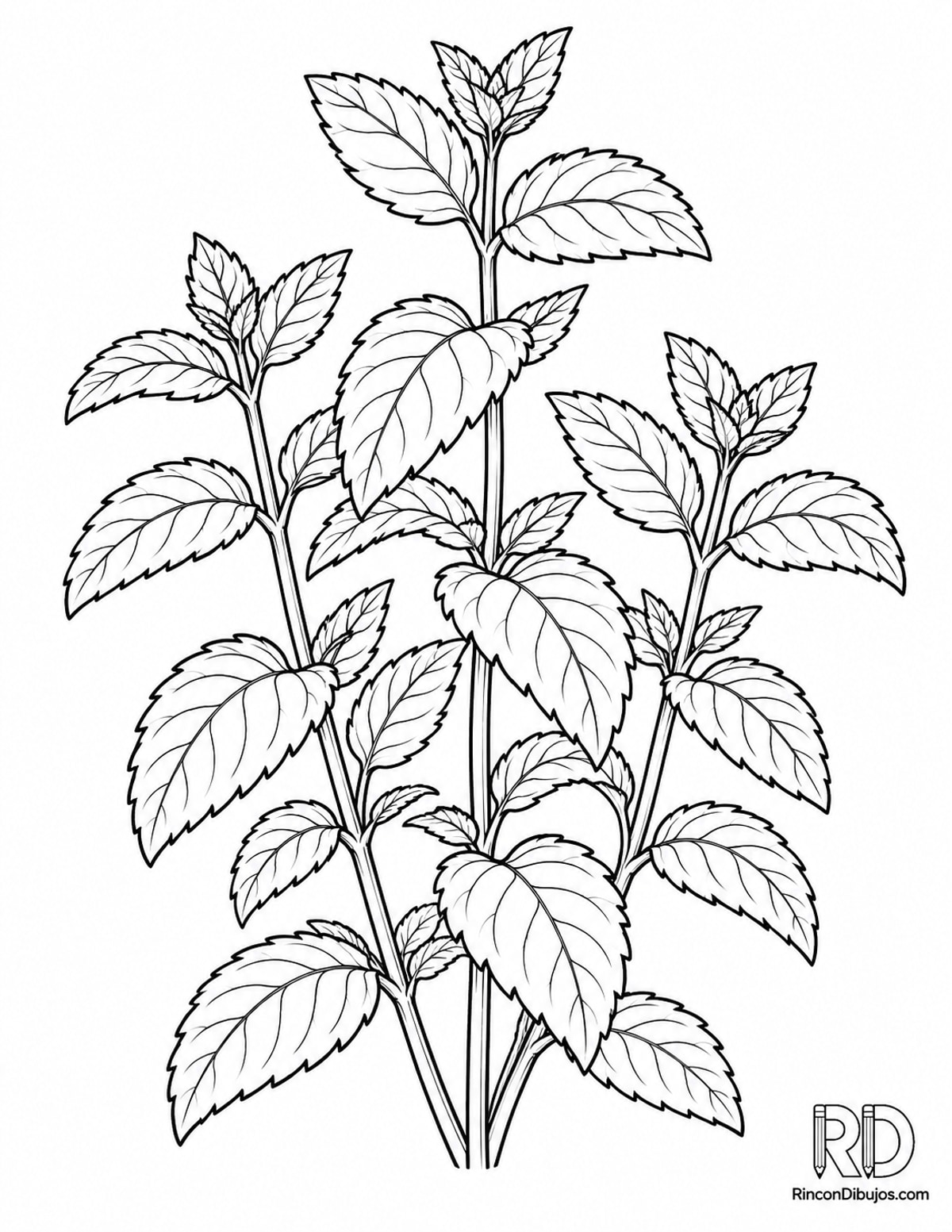Dibujo de planta de menta para colorear Dibujo de planta de menta para colorear