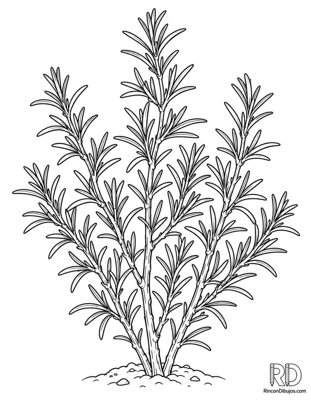 Dibujo de planta de romero para colorear Dibujo de planta de romero para colorear