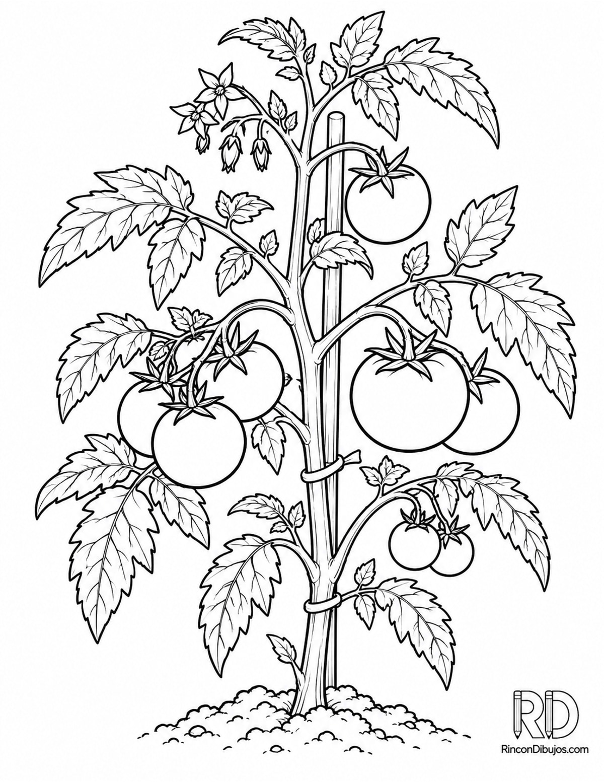Dibujo de planta de tomate para colorear Dibujo de planta de tomate para colorear