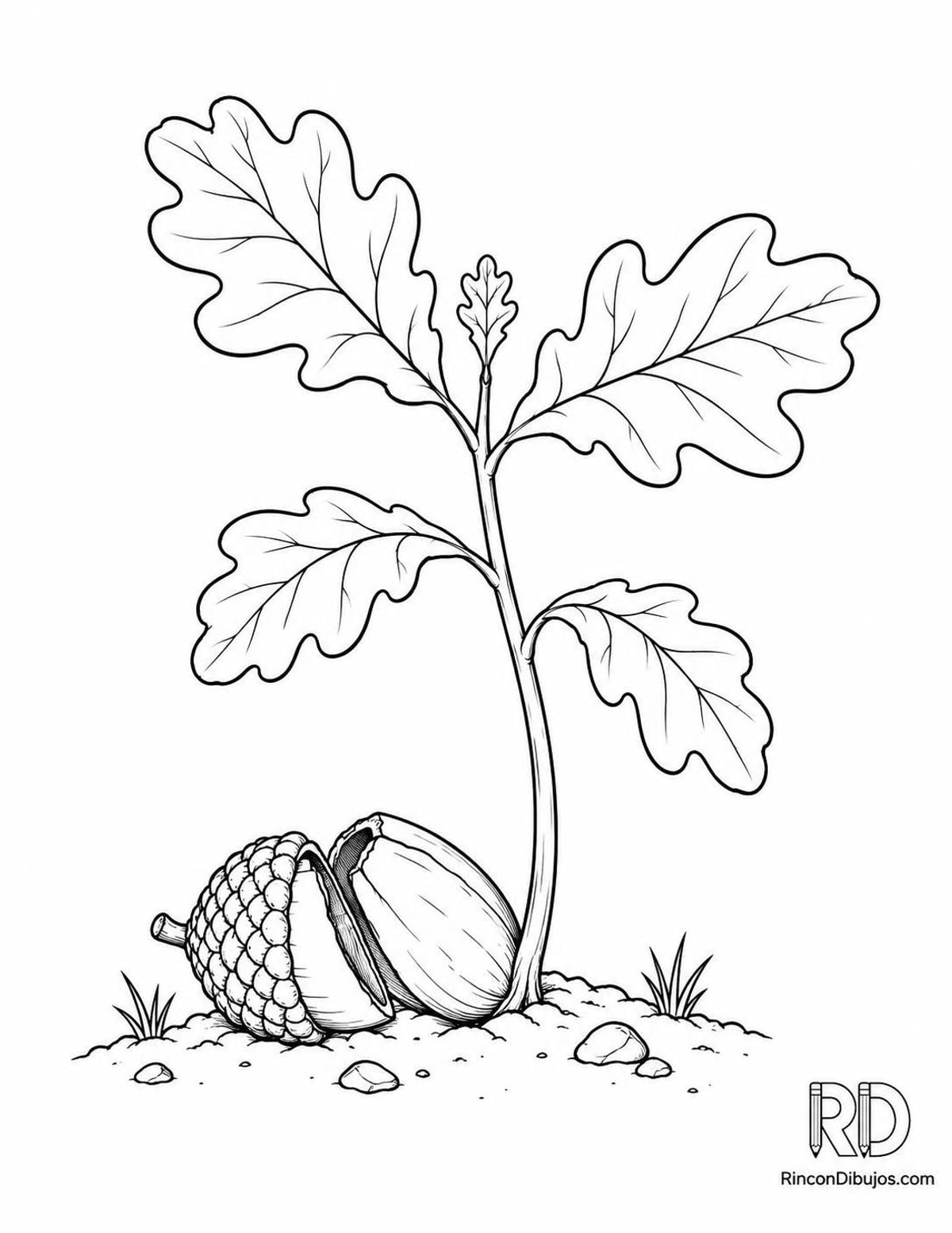Dibujo de plántula de roble para colorear Dibujo de plántula de roble para colorear