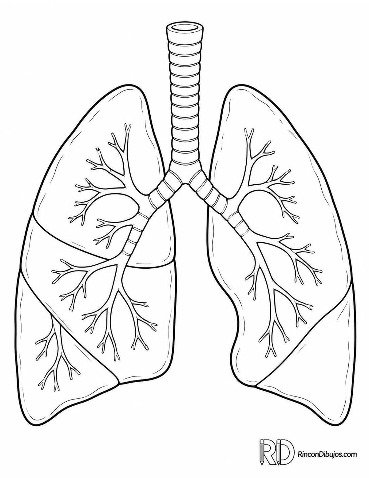 Dibujo de pulmones humanos para colorear