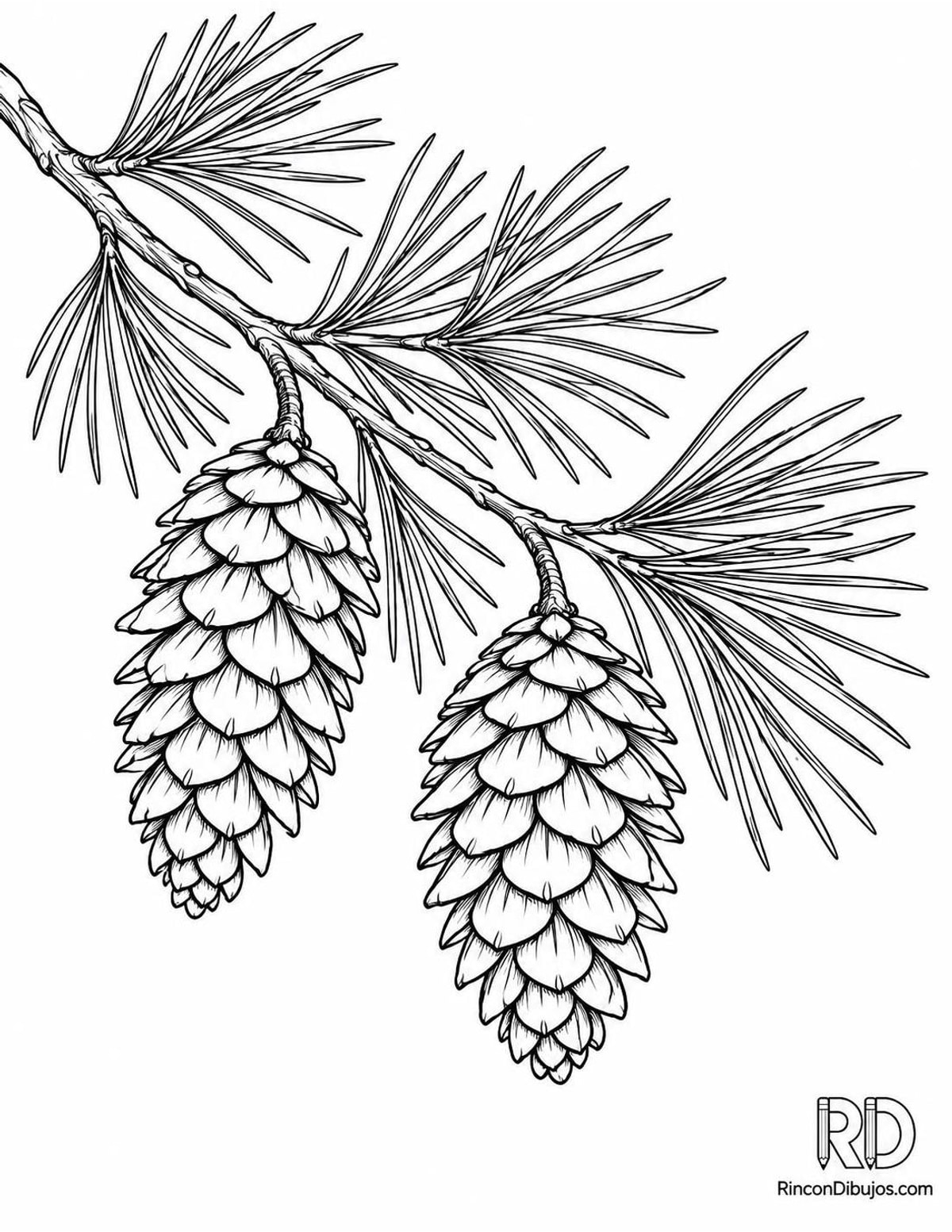 Dibujo de rama de pino para colorear Dibujo de rama de pino para colorear