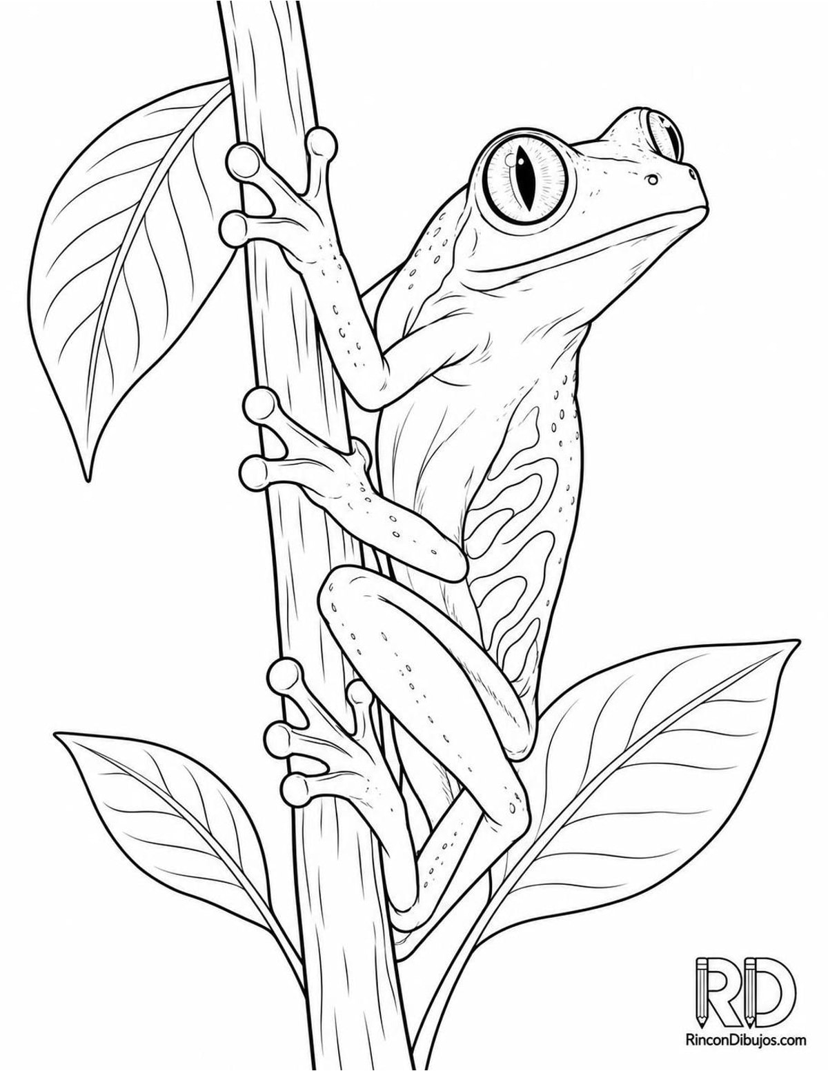 Dibujo de rana arborícola para colorear Dibujo de rana arborícola para colorear