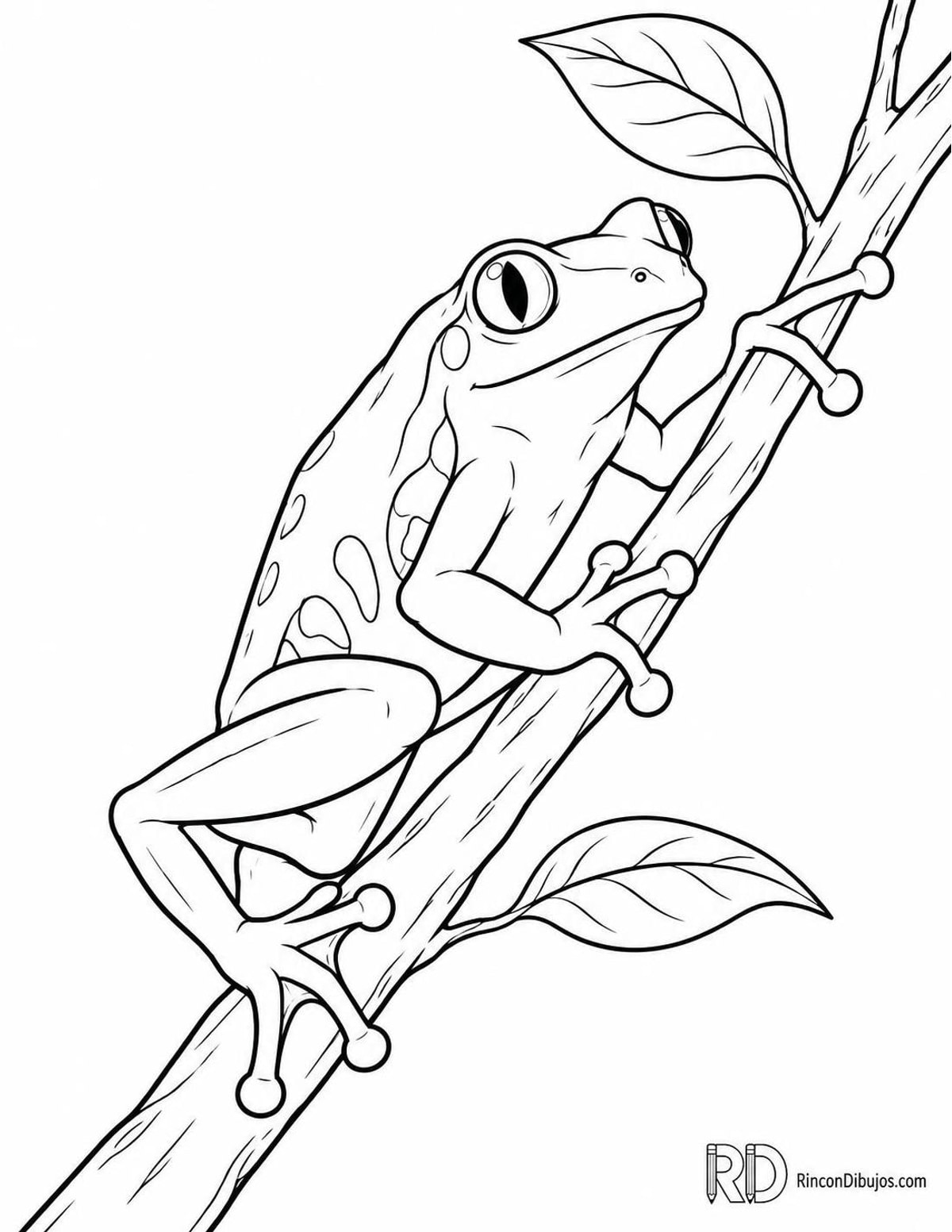 Dibujo de rana arborícola trepando para colorear Dibujo de rana arborícola trepando para colorear