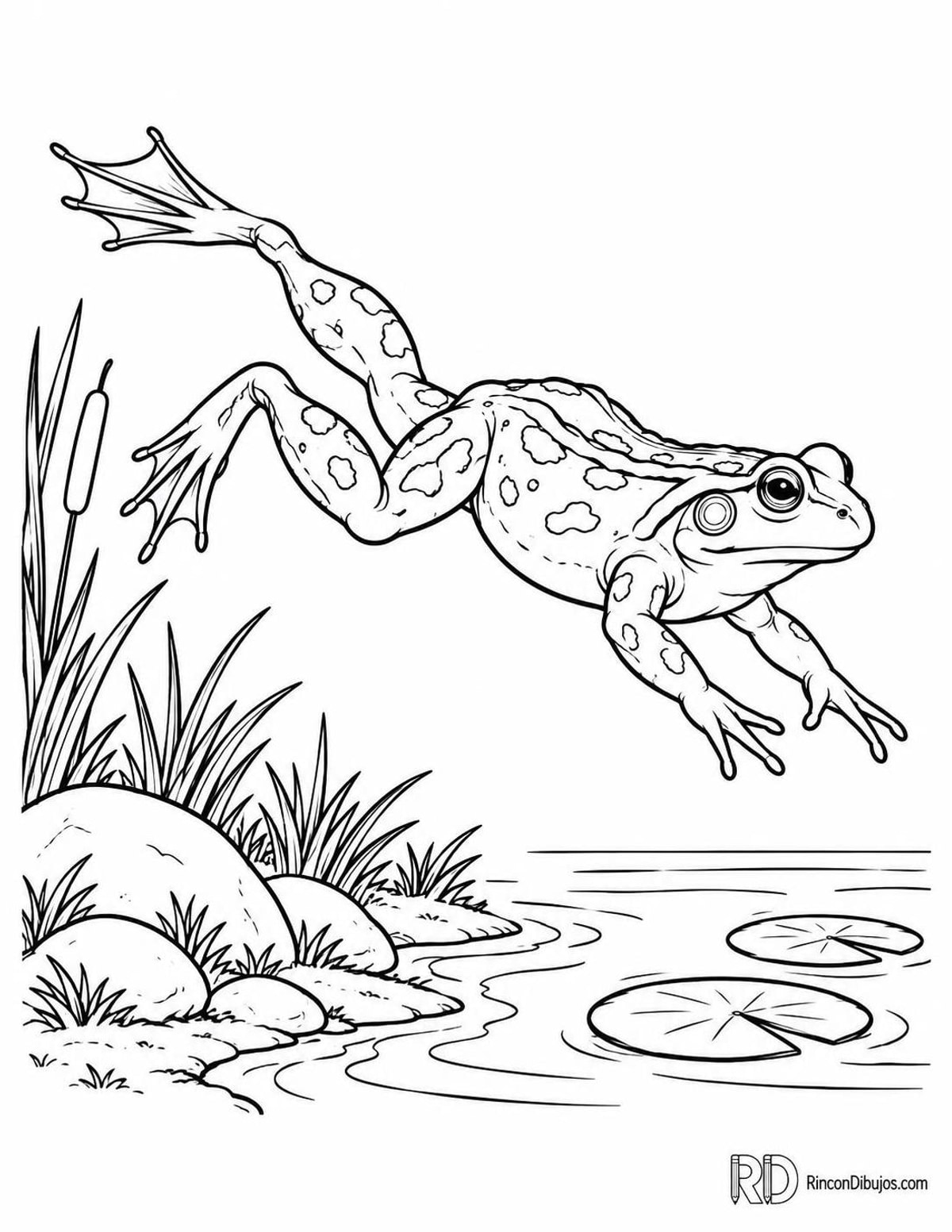 Dibujo de rana bermeja para colorear Dibujo de rana bermeja para colorear