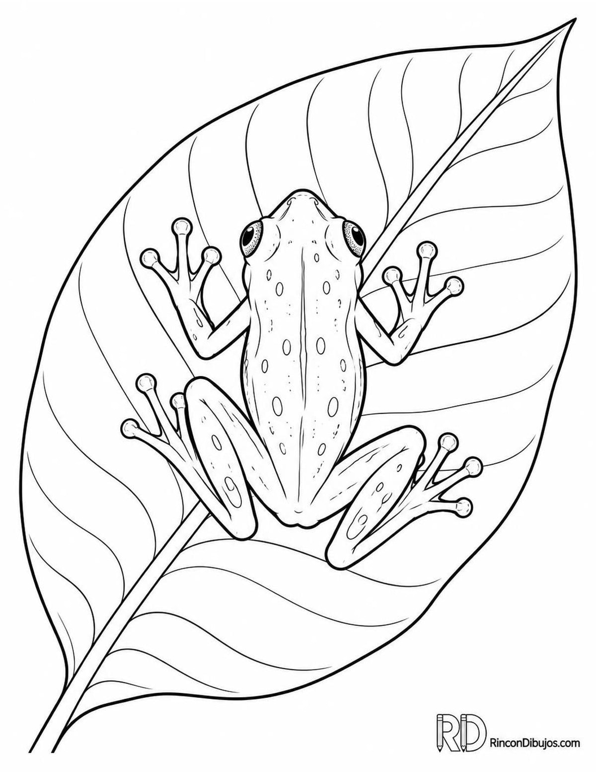 Dibujo de rana de cristal para colorear Dibujo de rana de cristal para colorear