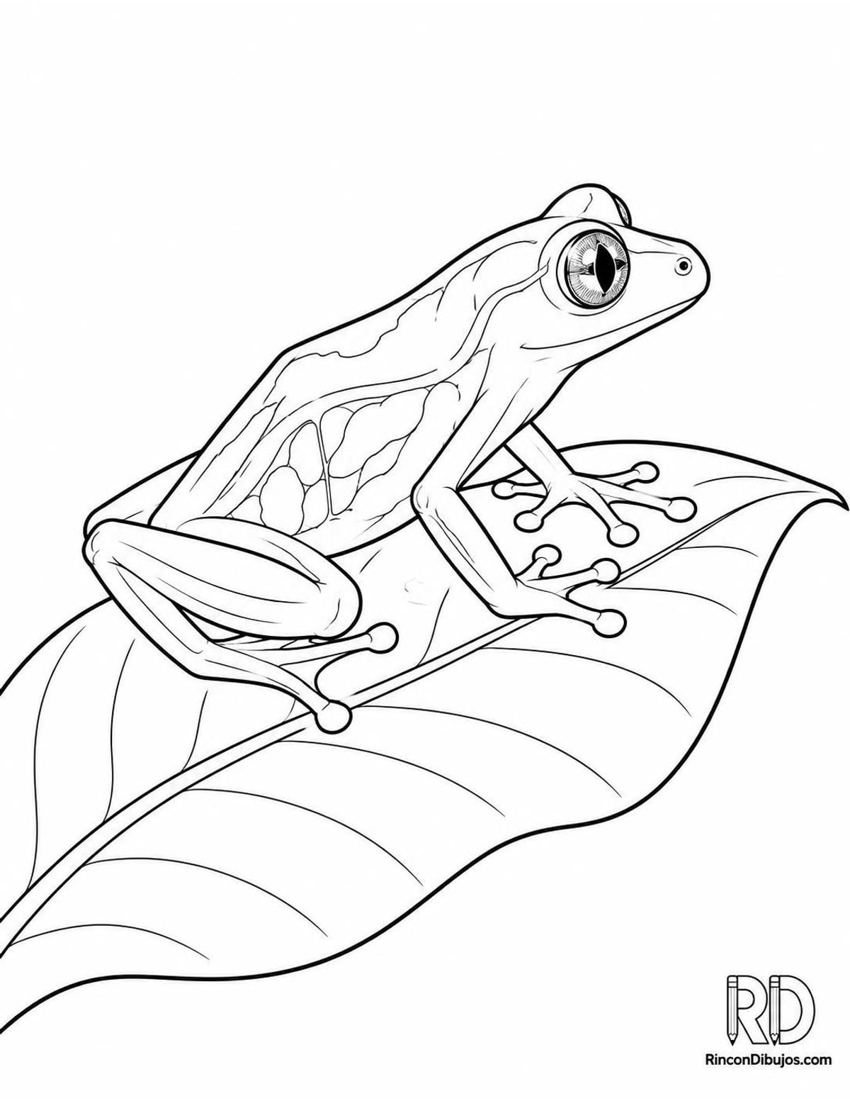 Dibujo de rana de cristal para colorear Dibujo de rana de cristal para colorear