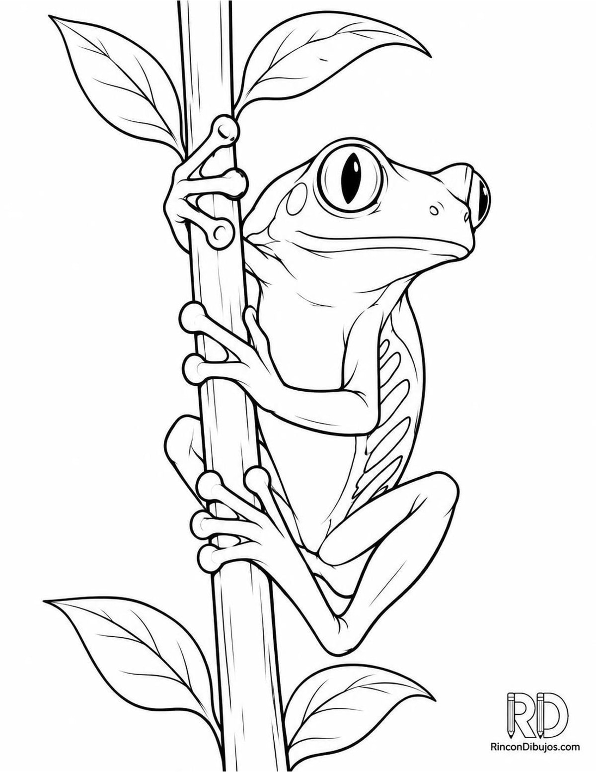 Dibujo de rana de ojos rojos para colorear Dibujo de rana de ojos rojos para colorear