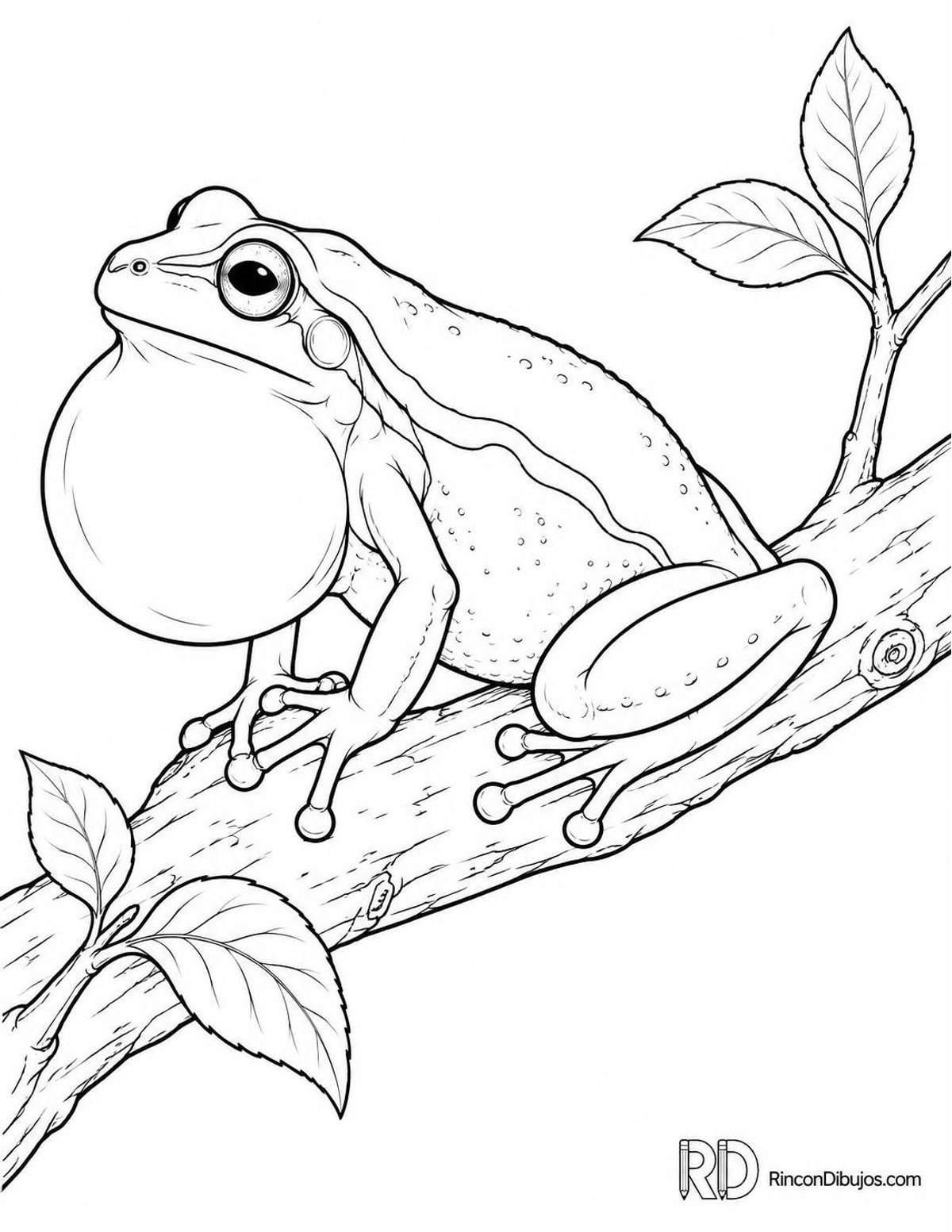 Dibujo de rana de San Antonio para colorear Dibujo de rana de San Antonio para colorear