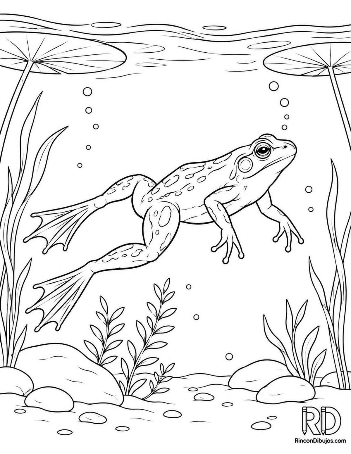 Dibujo de rana nadando para colorear Dibujo de rana nadando para colorear