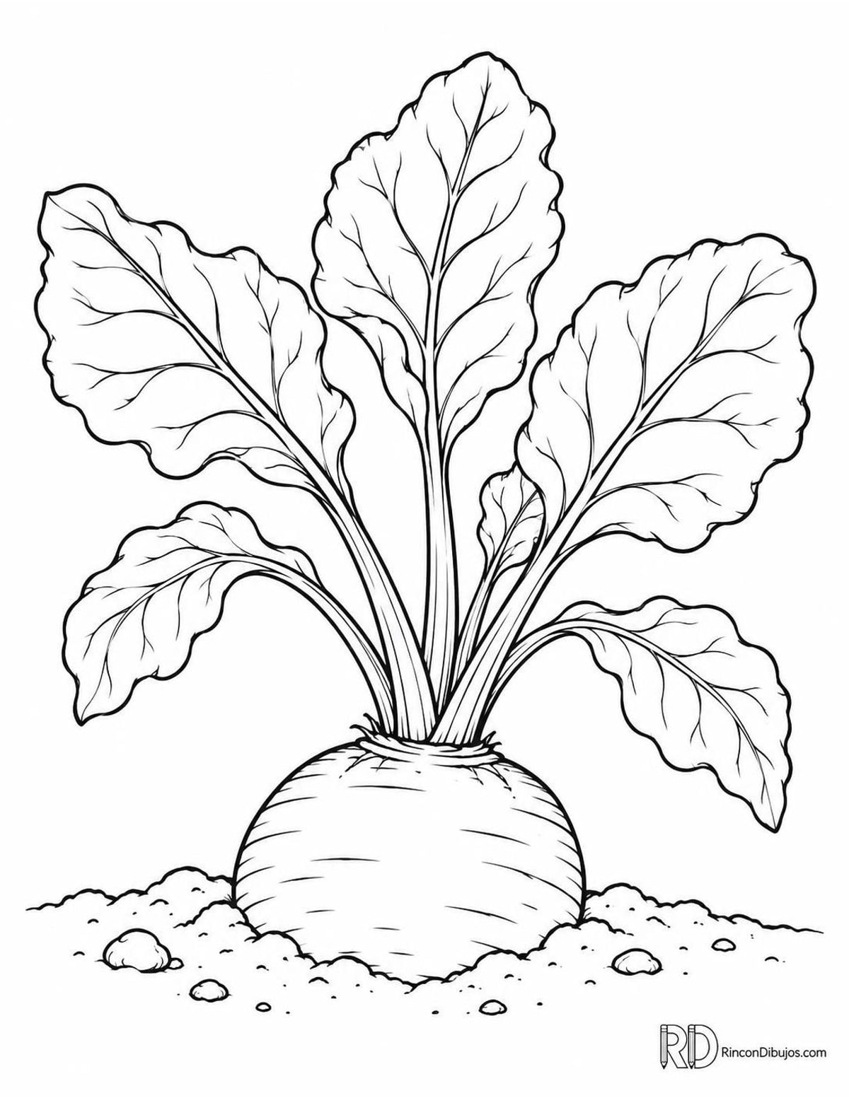 Dibujo de remolacha para colorear