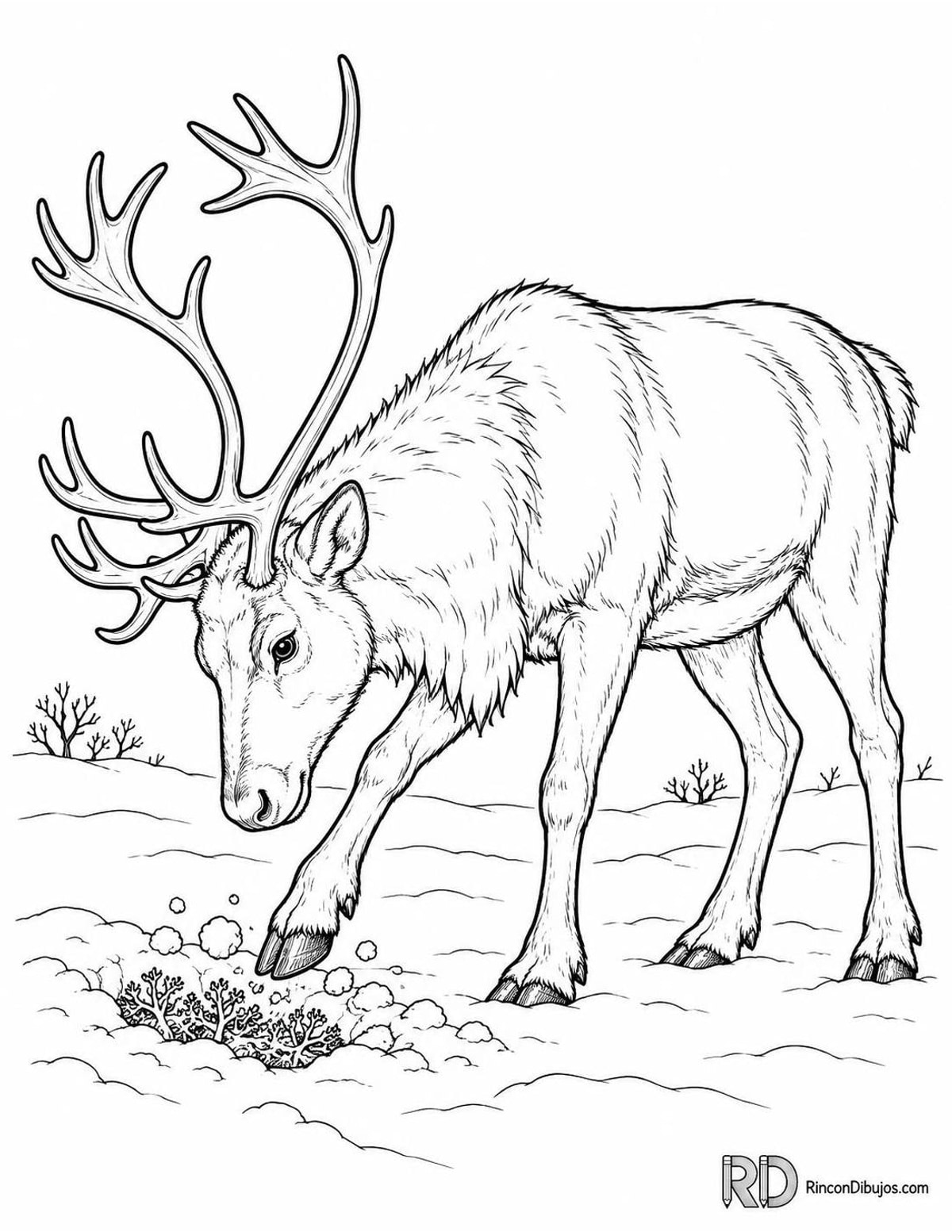 Dibujo de reno escarbando para colorear Dibujo de reno escarbando para colorear