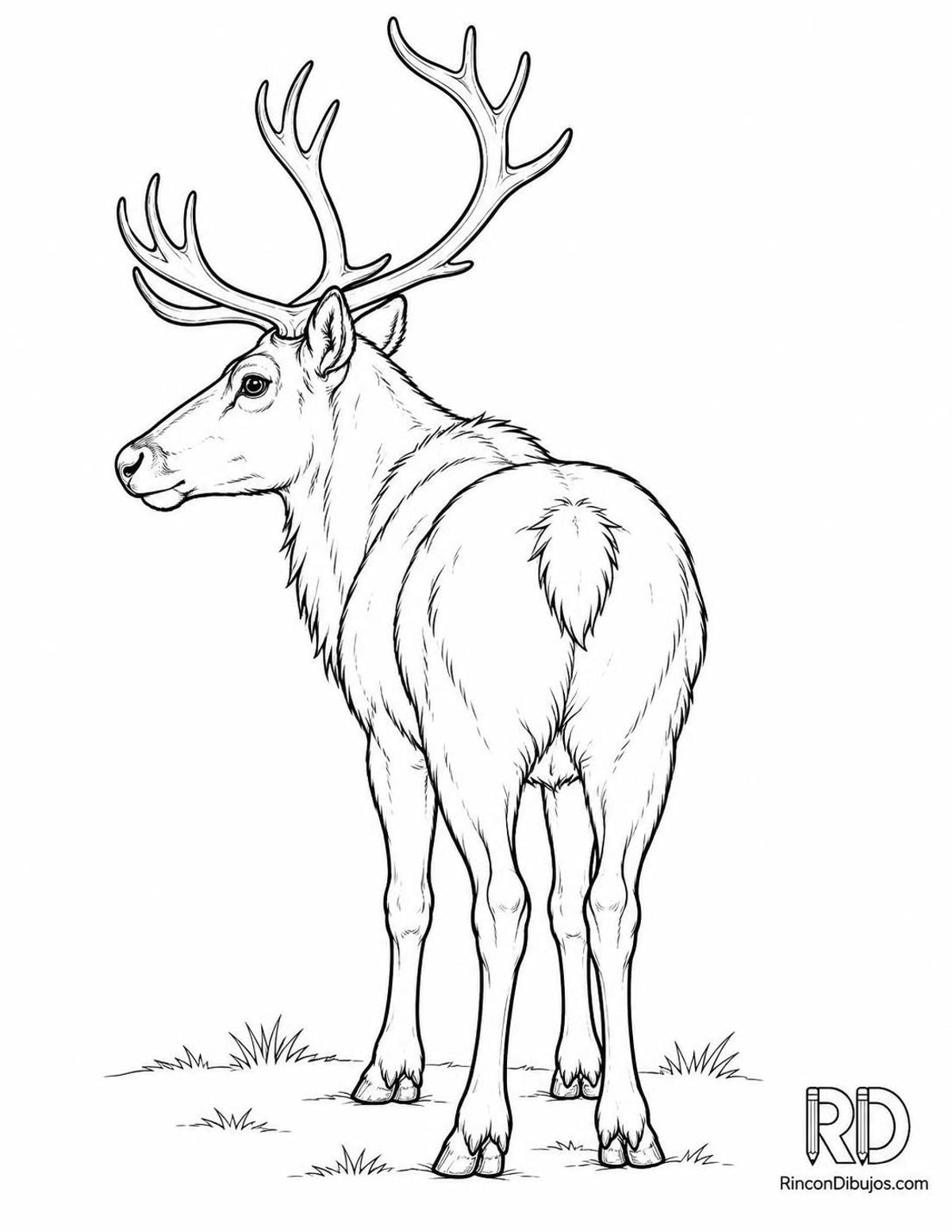 Dibujo de reno salvaje para colorear Dibujo de reno salvaje para colorear
