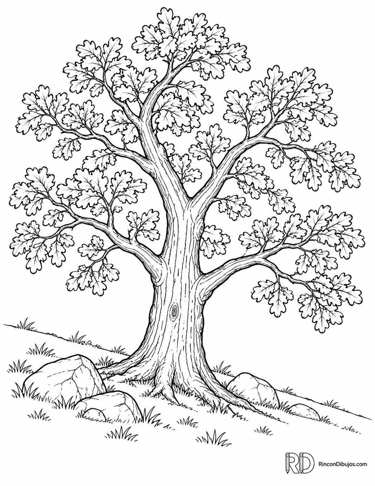 Dibujo de roble albar para colorear Dibujo de roble albar para colorear