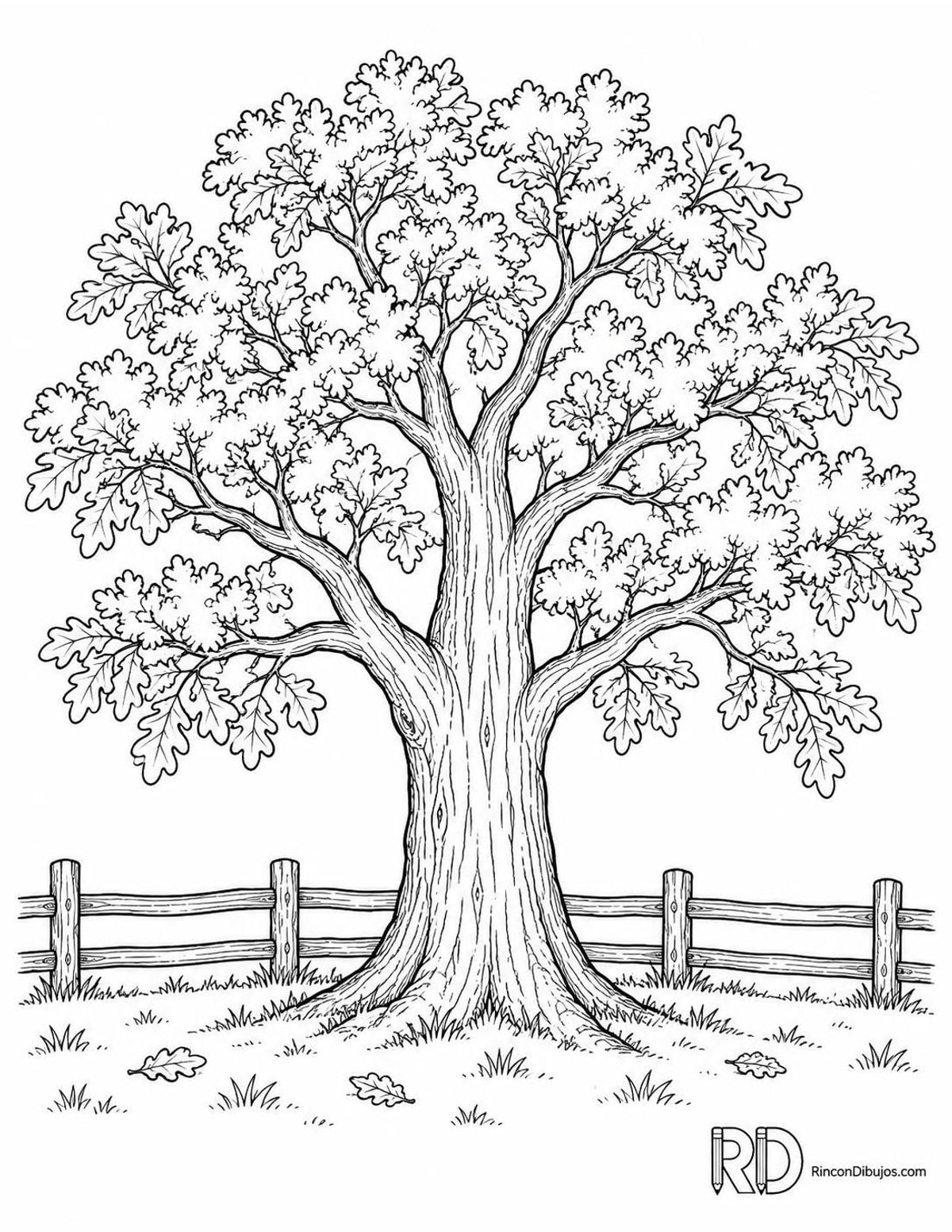 Dibujo de roble blanco americano para colorear Dibujo de roble blanco americano para colorear
