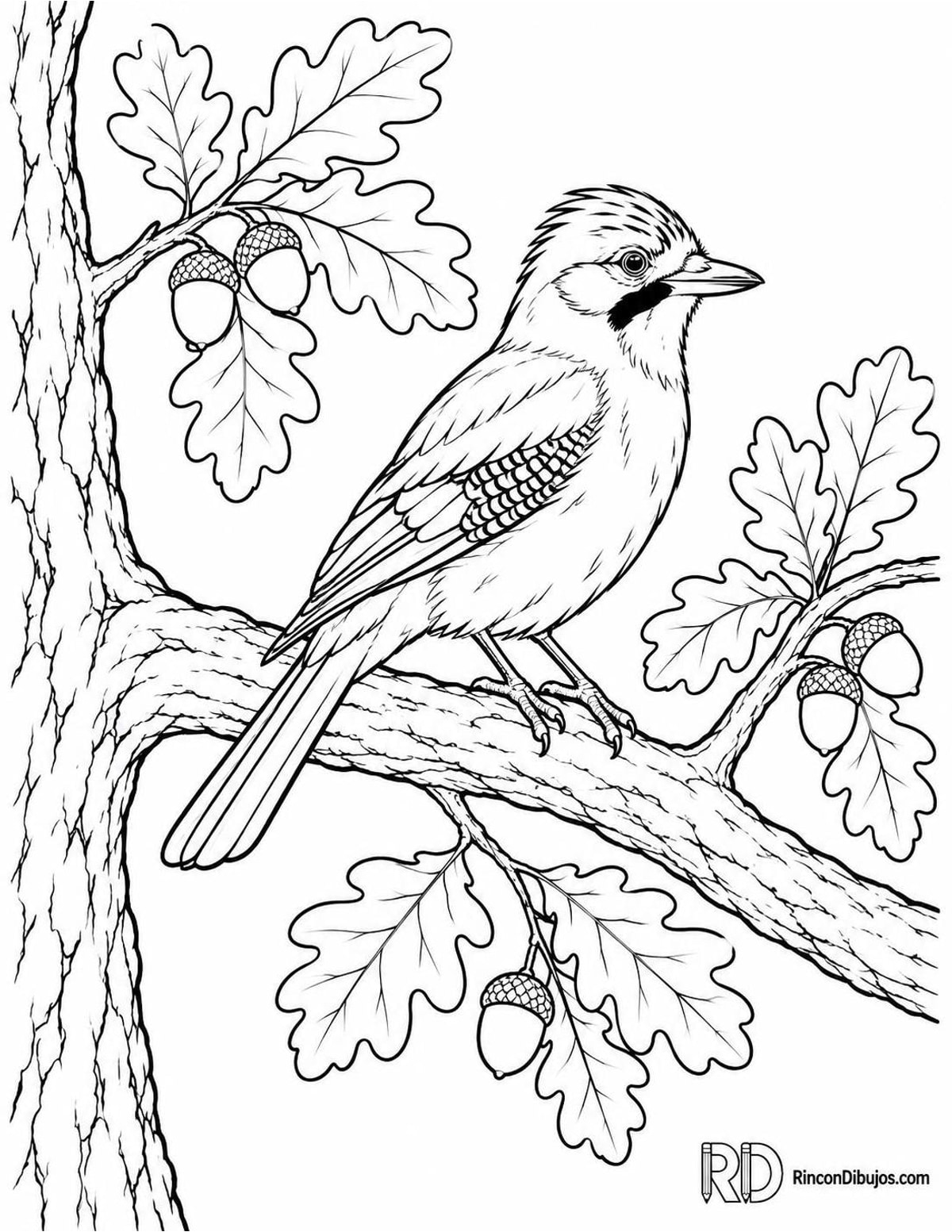 Dibujo de roble con arrendajo para colorear Dibujo de roble con arrendajo para colorear