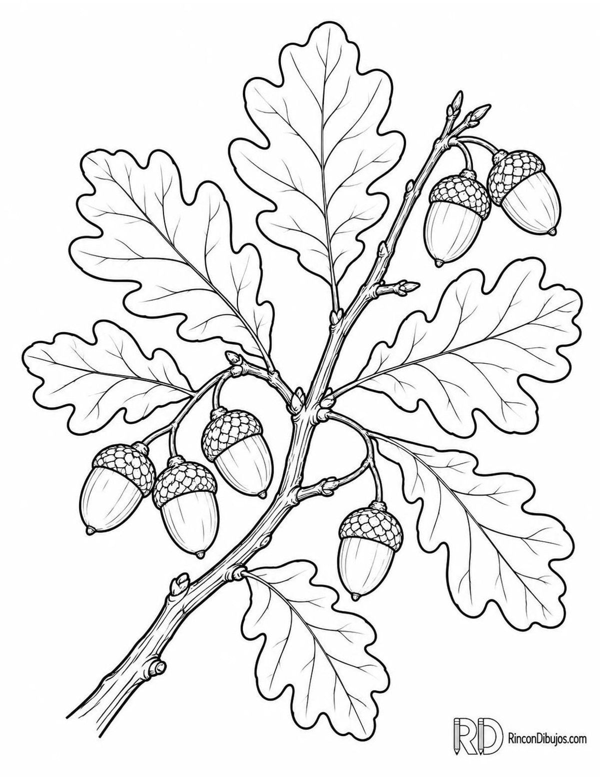 Dibujo de roble con bellotas para colorear Dibujo de roble con bellotas para colorear