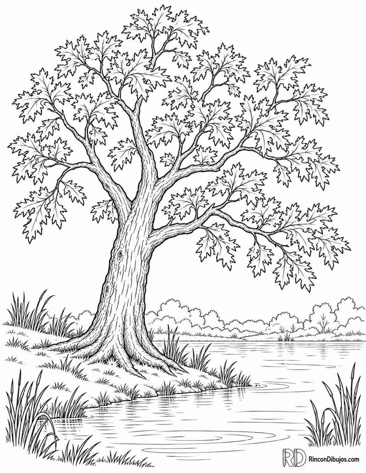 Dibujo de roble de los pantanos para colorear Dibujo de roble de los pantanos para colorear