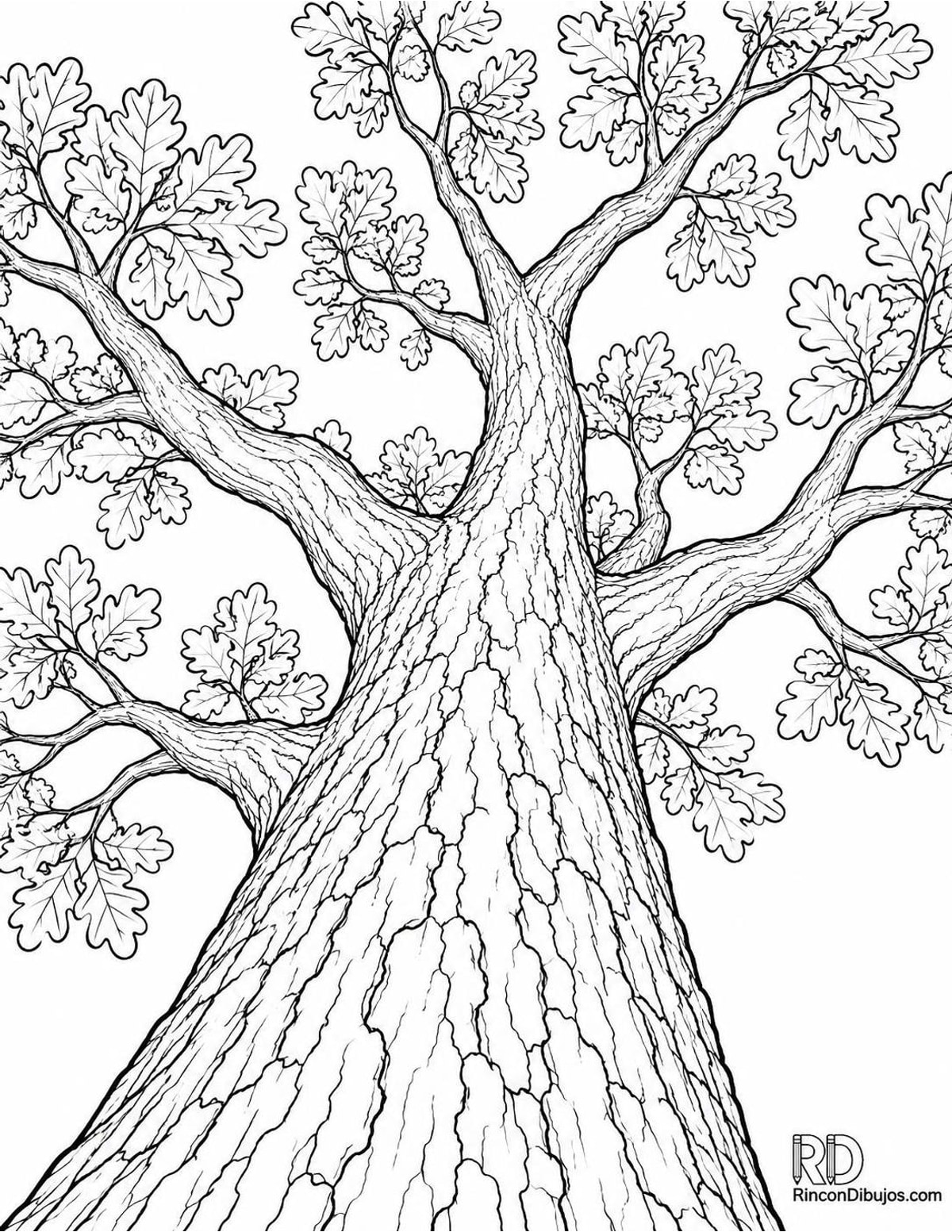 Dibujo de roble frondoso para colorear Dibujo de roble frondoso para colorear