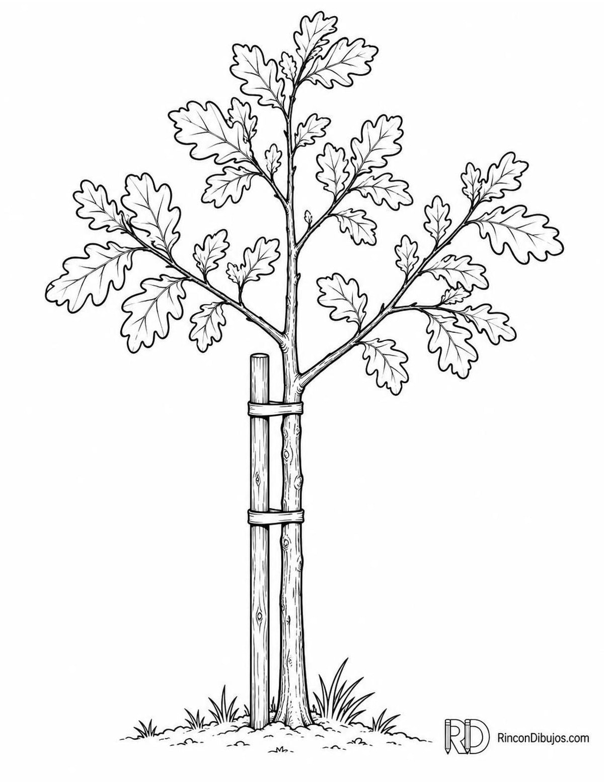 Dibujo de roble joven para colorear Dibujo de roble joven para colorear