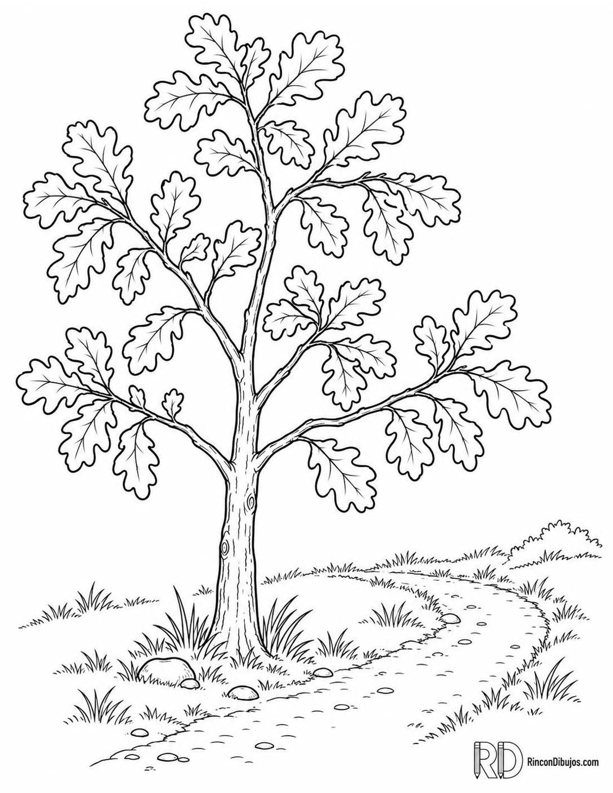 Dibujo de roble melojo para colorear Dibujo de roble melojo para colorear