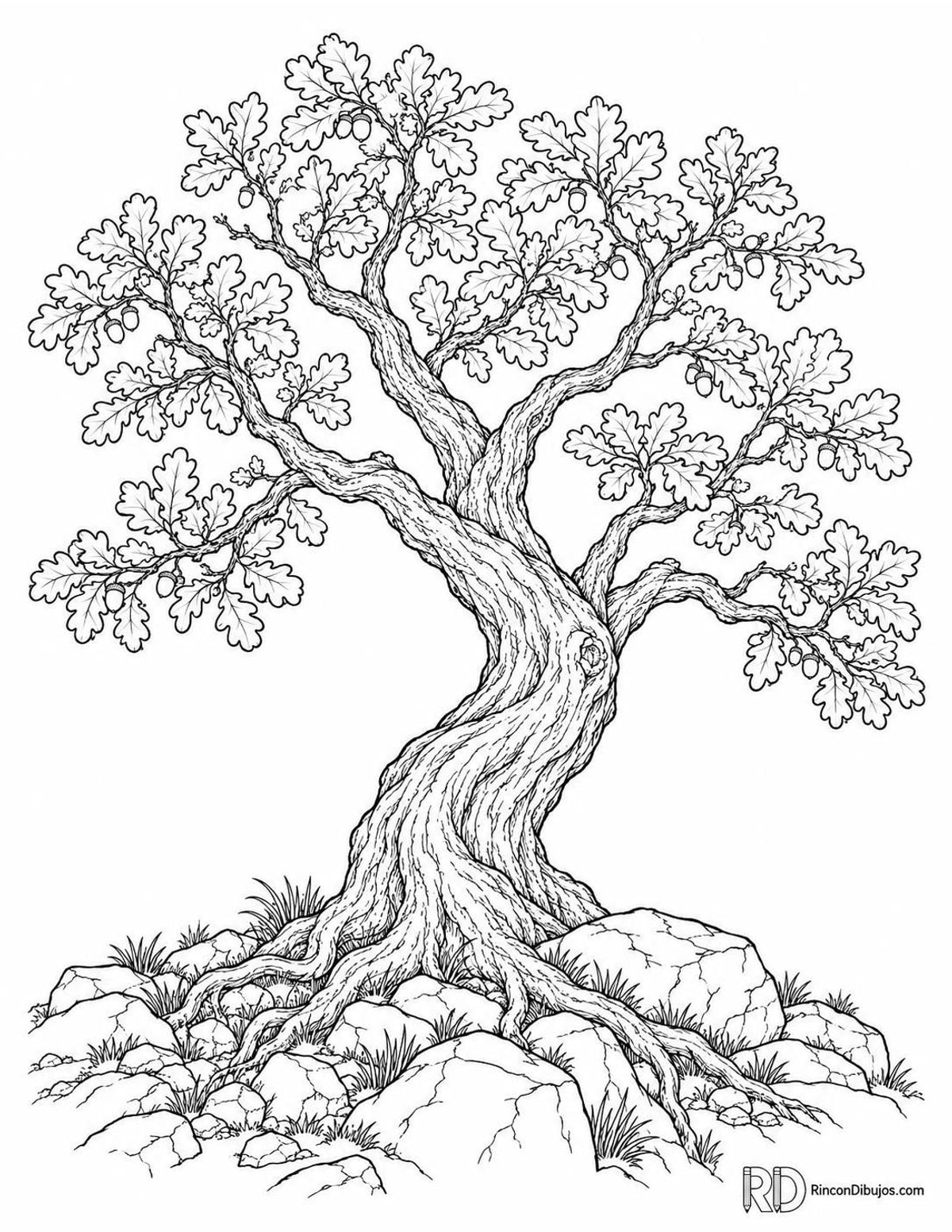 Dibujo de roble pubescente para colorear Dibujo de roble pubescente para colorear