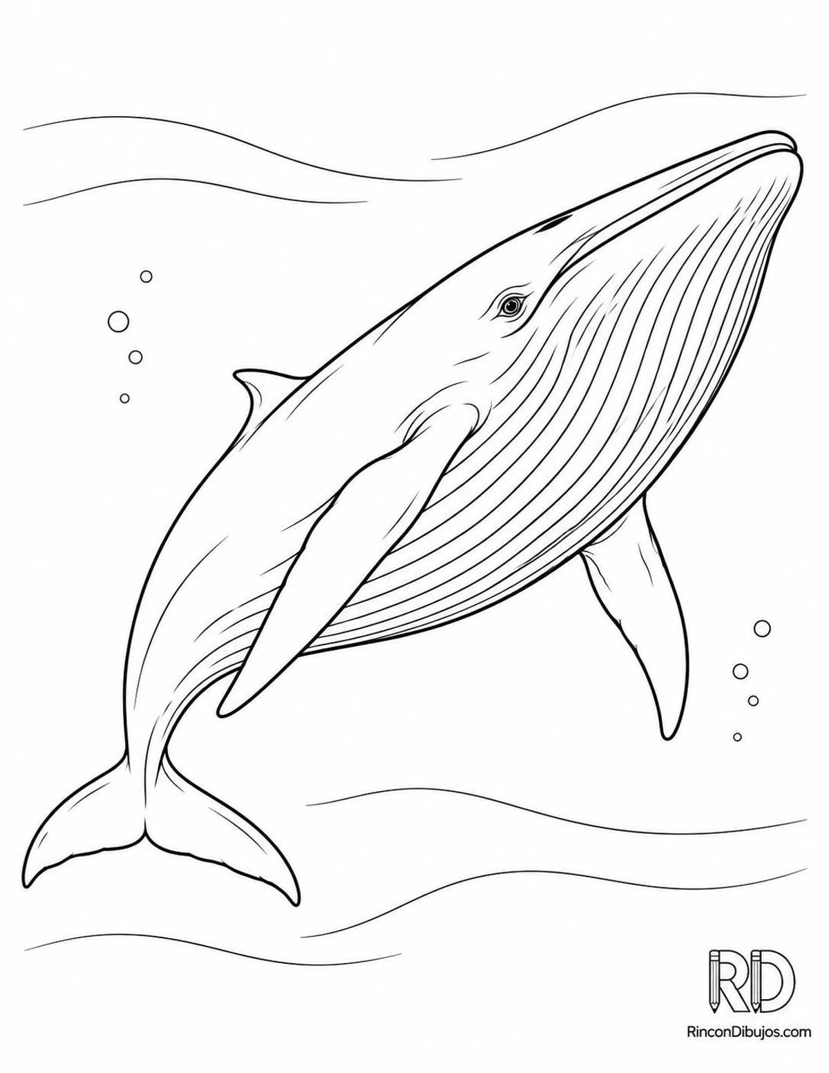 Dibujo de rorcual de Bryde para colorear Dibujo de rorcual de Bryde para colorear