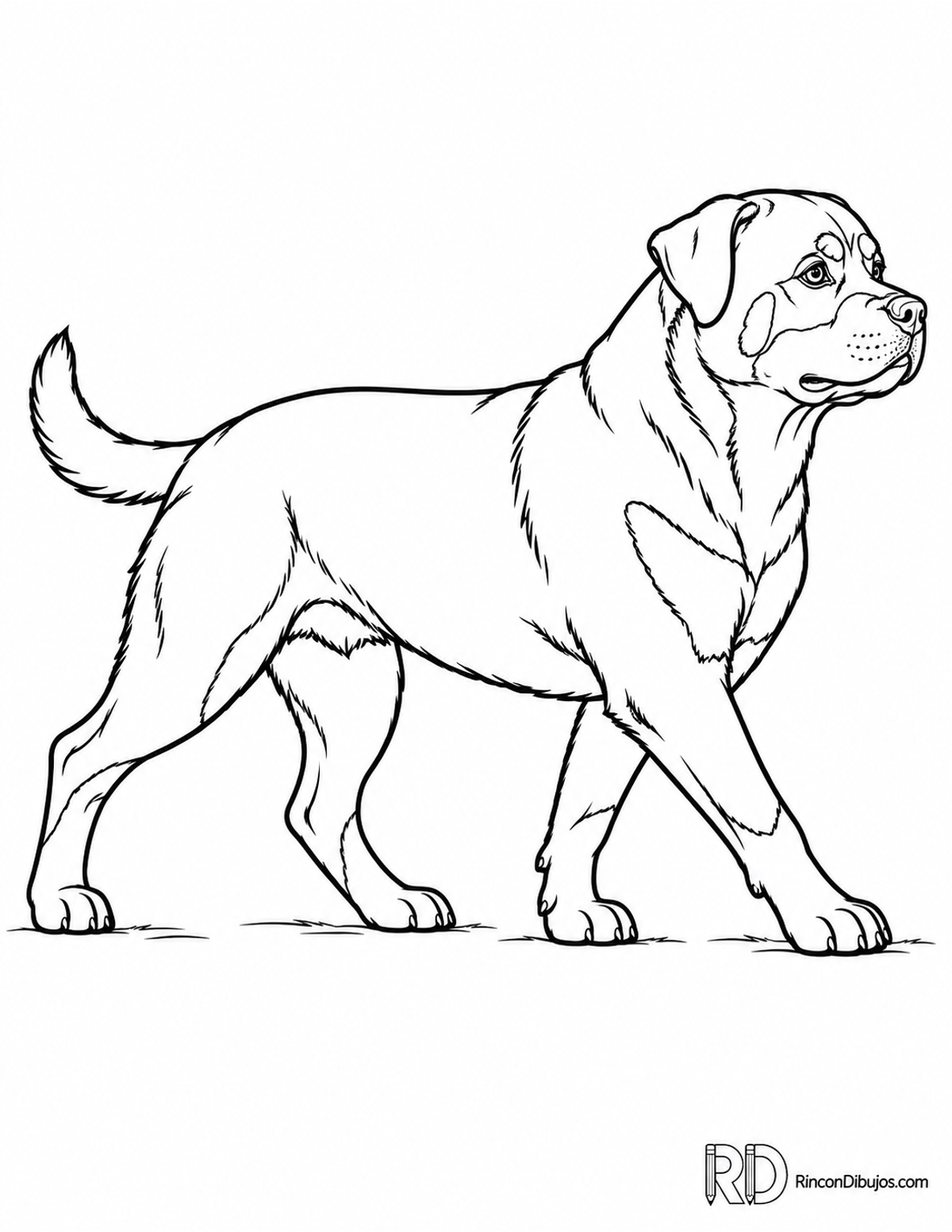 Dibujo de rottweiler caminando para colorear Dibujo de rottweiler caminando para colorear