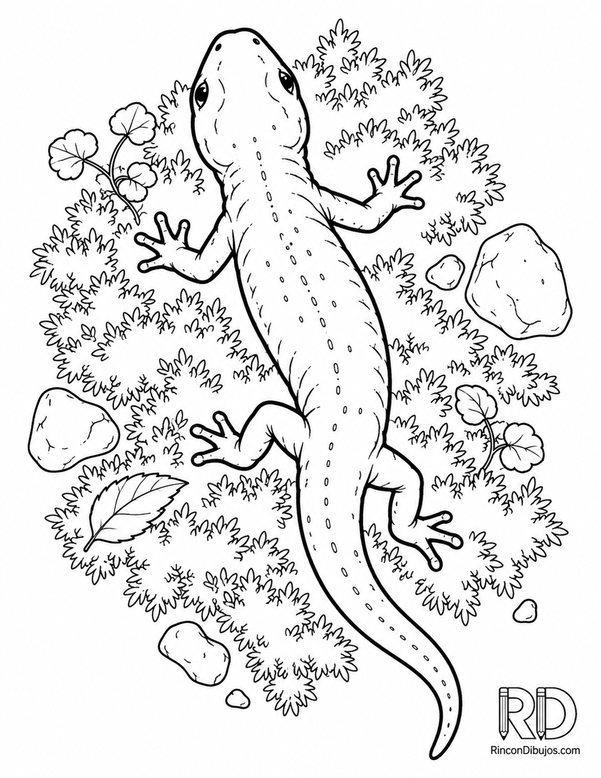 Dibujo de salamandra alpina para colorear Dibujo de salamandra alpina para colorear