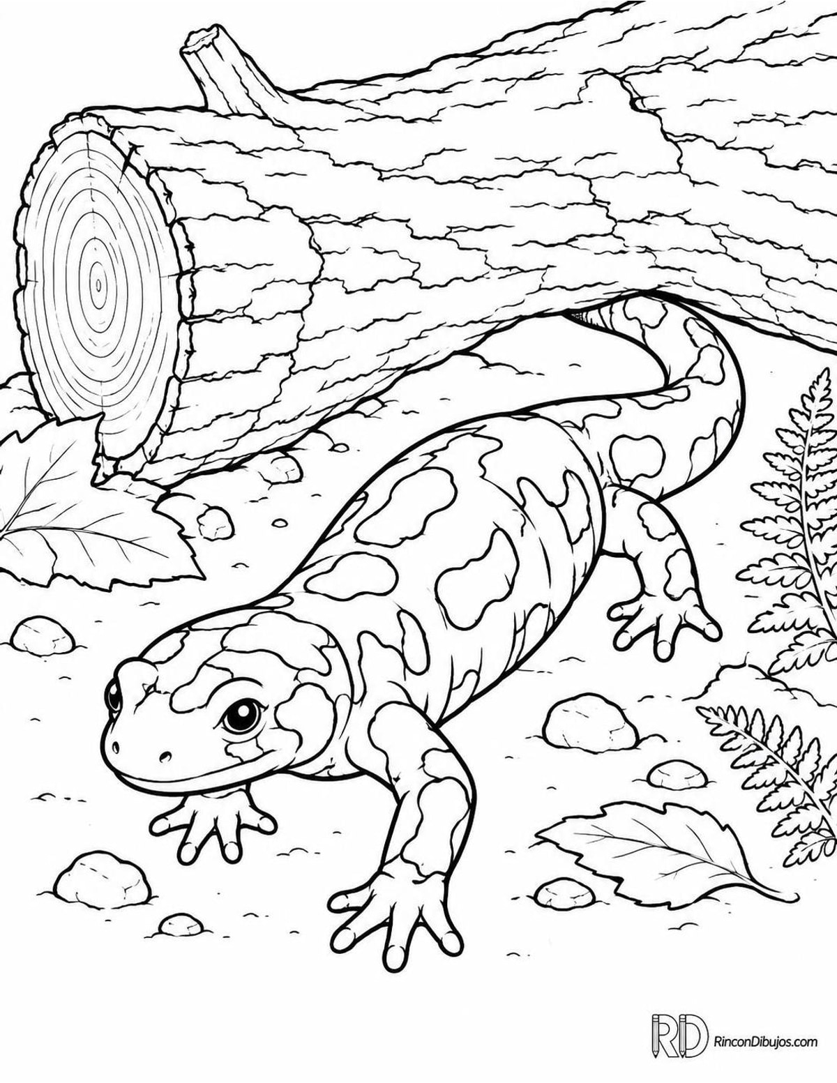 Dibujo de salamandra común para colorear Dibujo de salamandra común para colorear