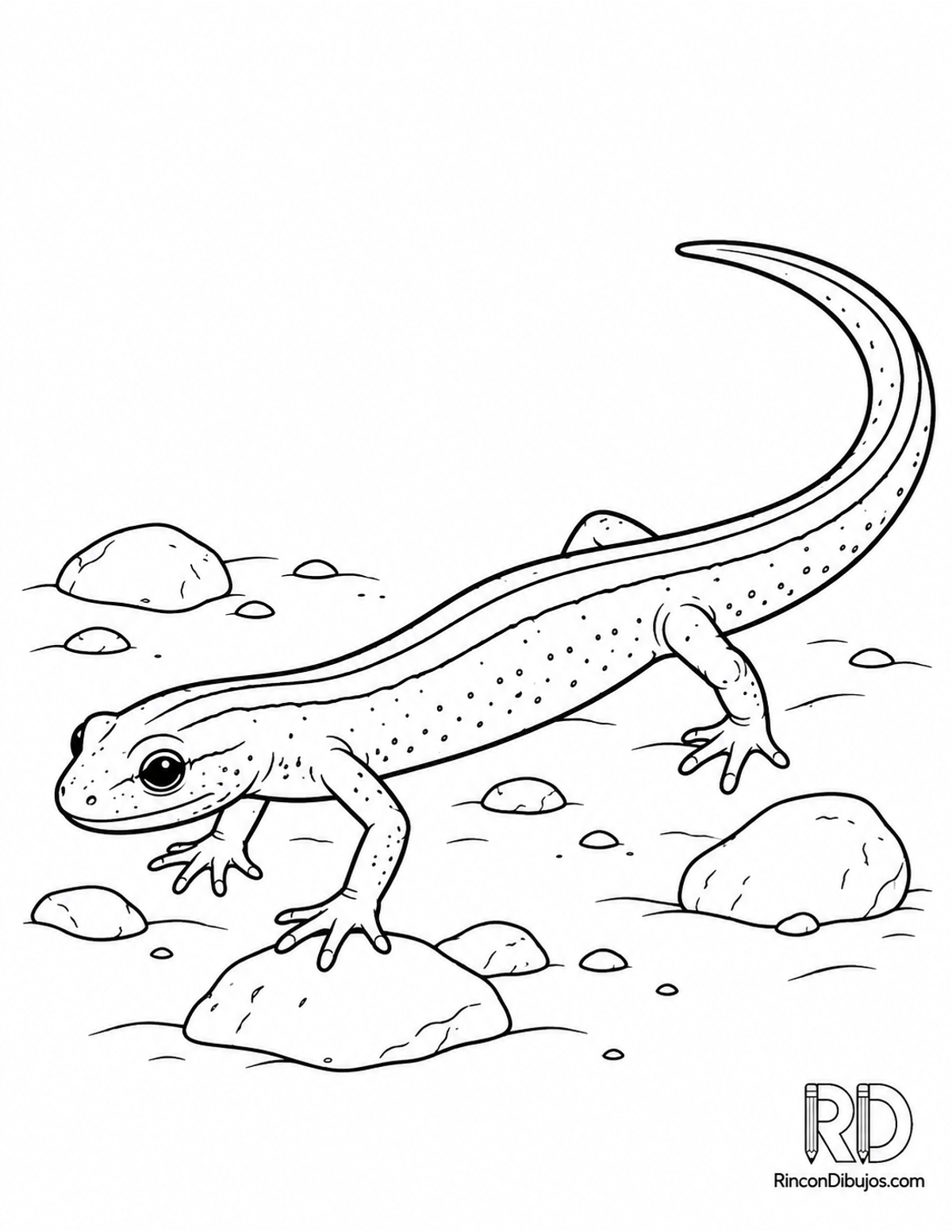 Dibujo de salamandra de dos para colorear Dibujo de salamandra de dos para colorear