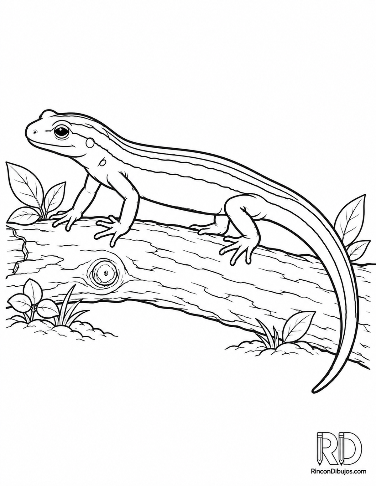 Dibujo de salamandra de lomo para colorear Dibujo de salamandra de lomo para colorear