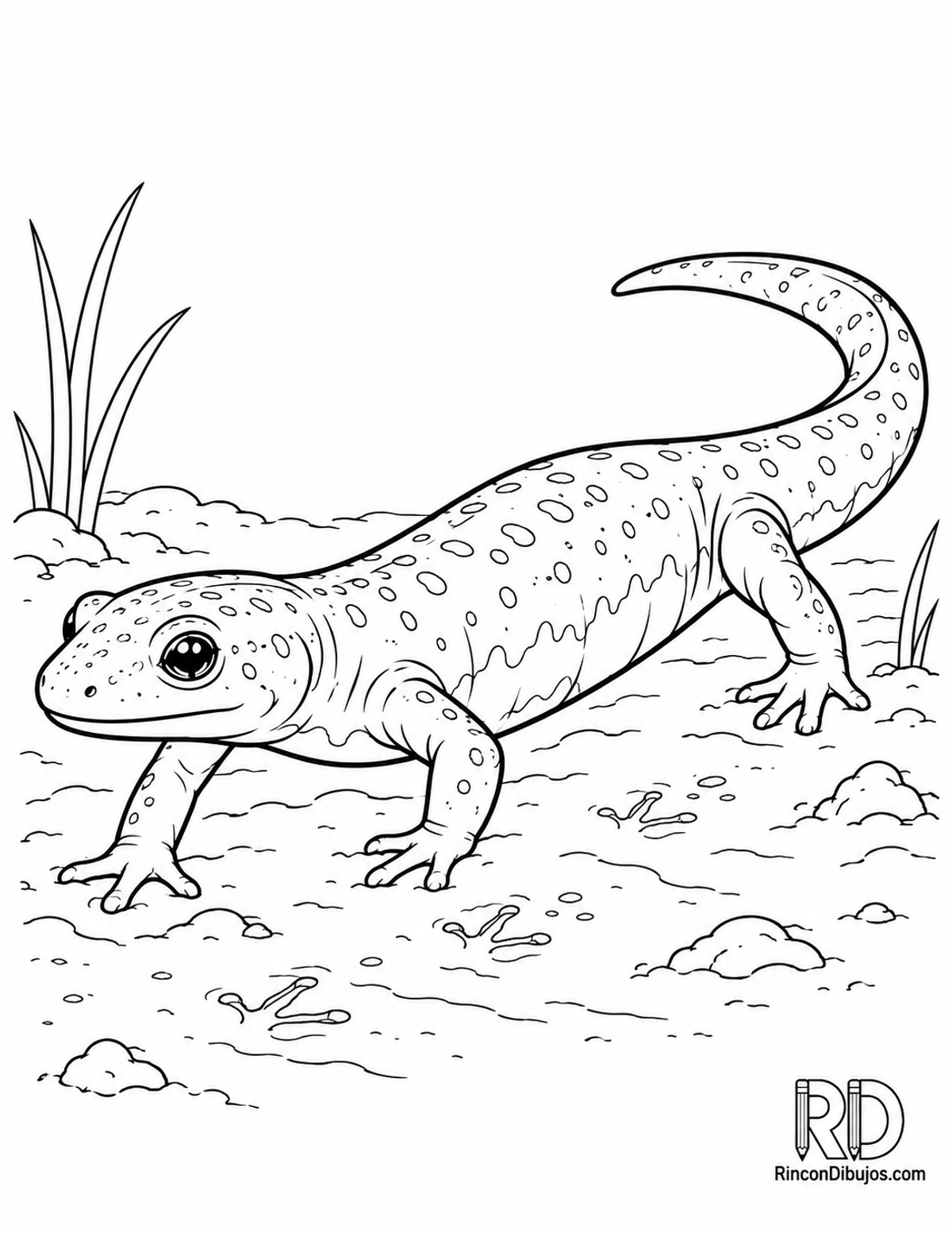 Dibujo de salamandra de vientre para colorear Dibujo de salamandra de vientre para colorear