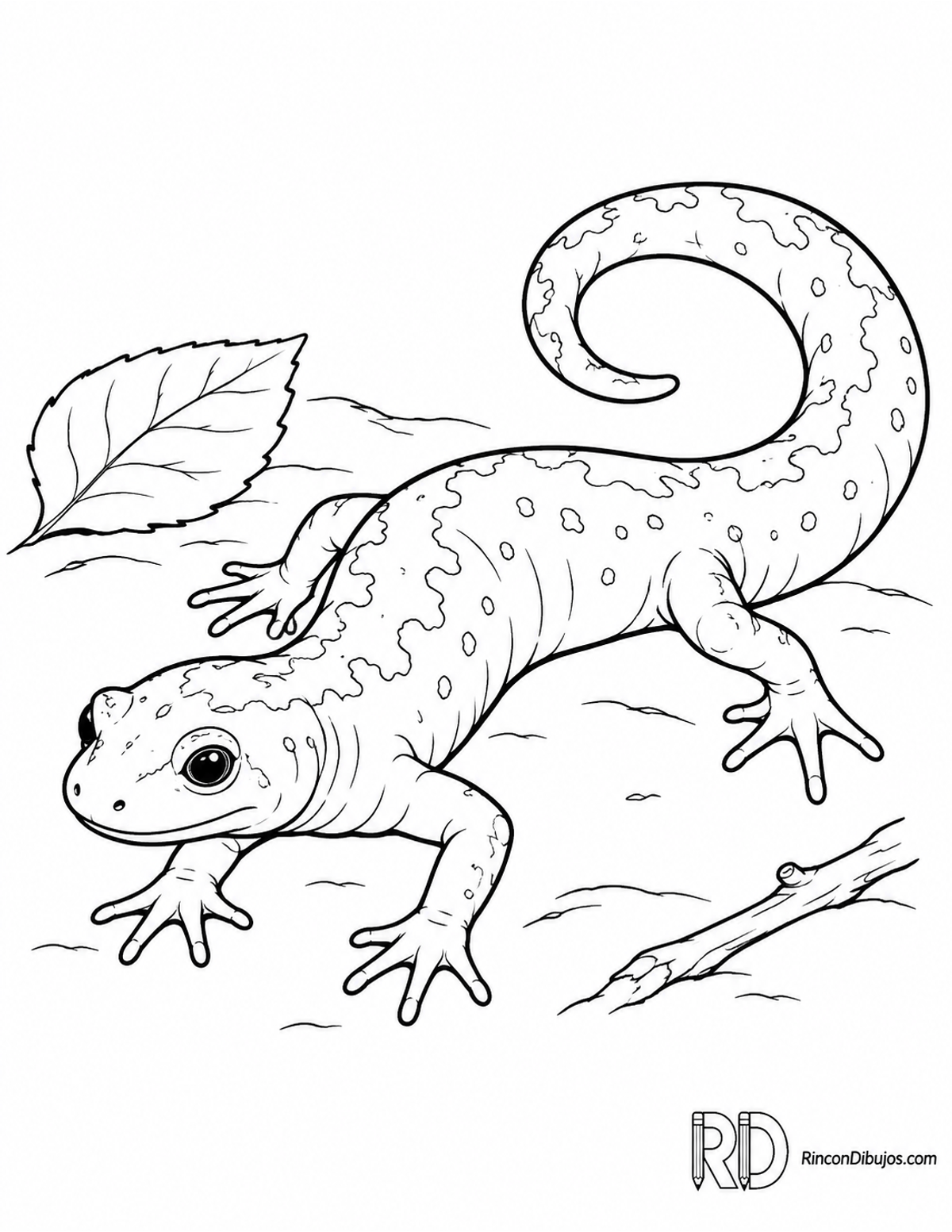 Dibujo de salamandra ensatina para colorear Dibujo de salamandra ensatina para colorear