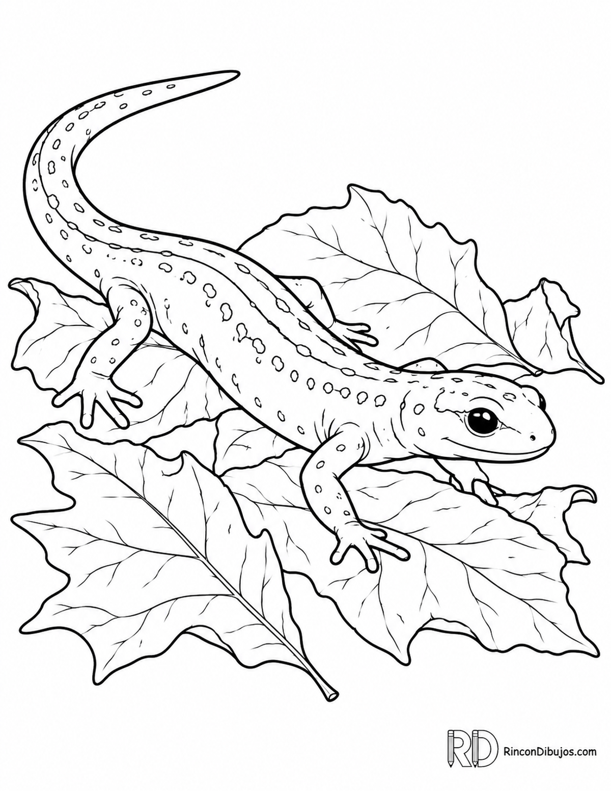 Dibujo de salamandra esbelta para colorear Dibujo de salamandra esbelta para colorear