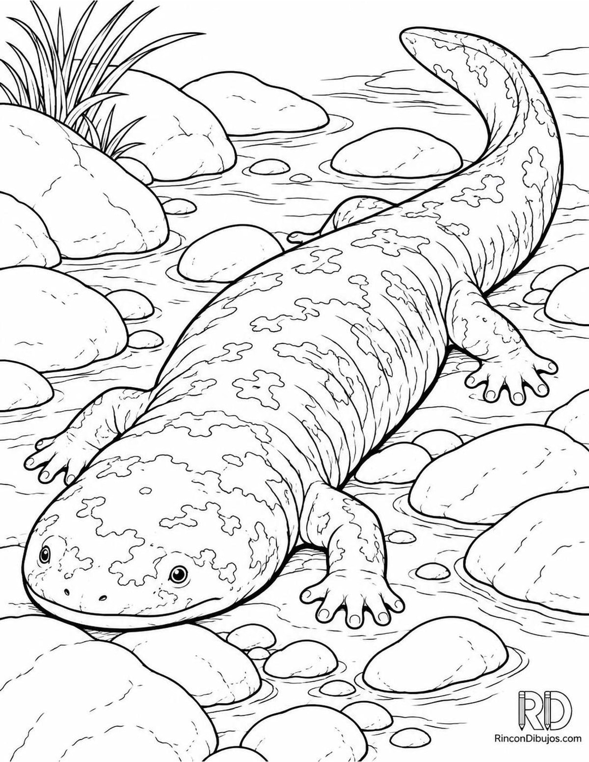 Dibujo de salamandra gigante japonesa para colorear Dibujo de salamandra gigante japonesa para colorear